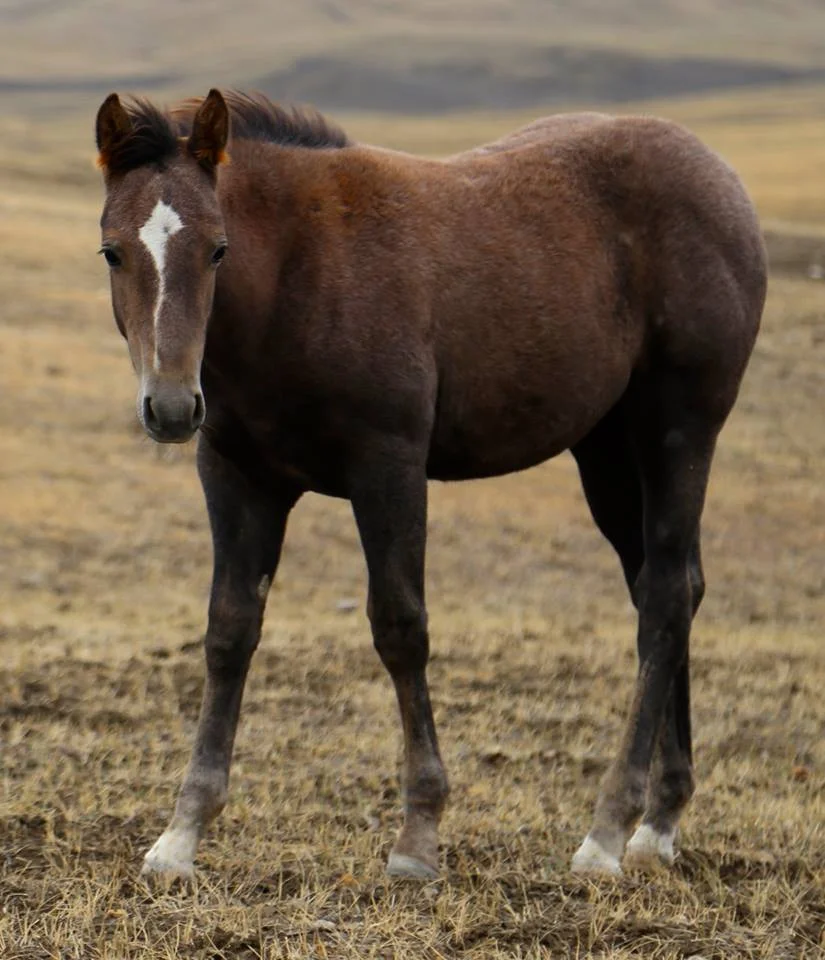 2017 Gray Filly. This little gal is a GREAT prospect! She is as solid as they come. Good bone, straight legs and thick all the way through! I really enjoy working with her… she has a good mind, and is a curious and quick learner. She is going to make a phenomenal little cowhorse, but has the potential to go any direction. Well-bred and well-built! $1200