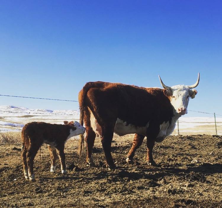 FIRST+CALF+2018.jpg