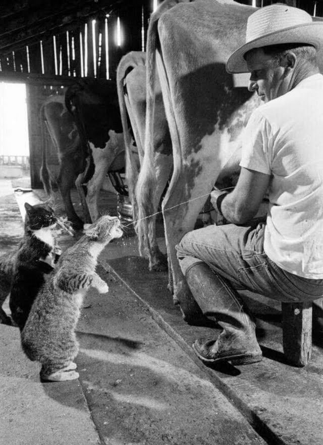 Barn+cats+waiting+to+get+a+shot+of+fresh+milk+on+the+farm+in+1954..png.jpeg