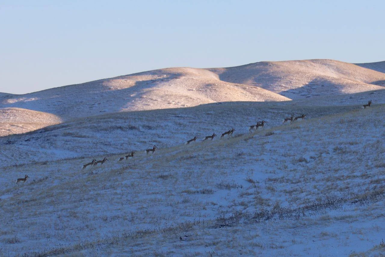 Lonetree Ranch - CREATURES - MAMMALS