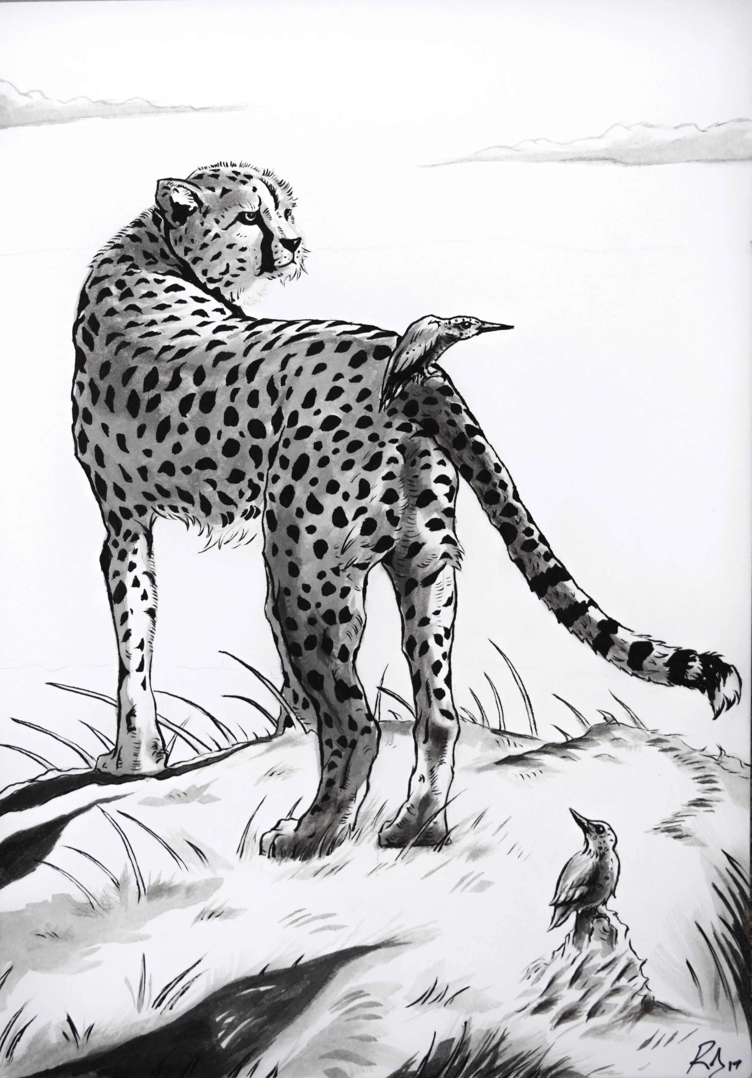 'The Cheetah & The Kingfisher'