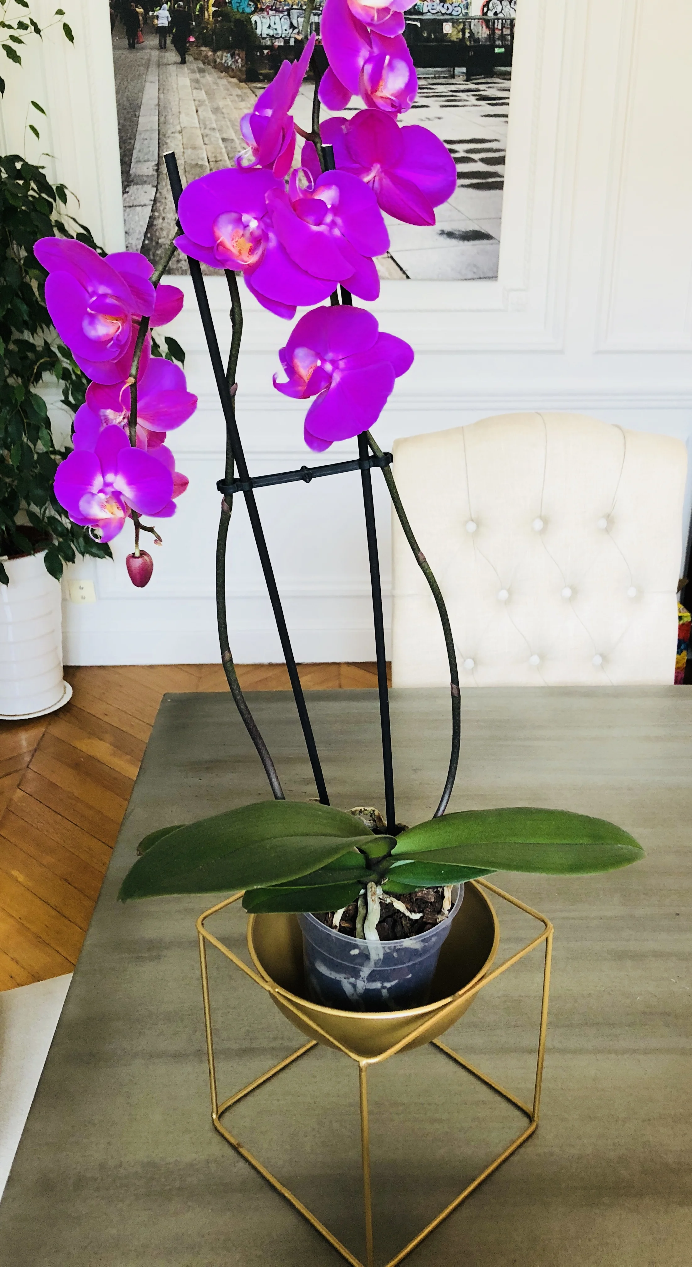 Example of how you can plant an orchid 