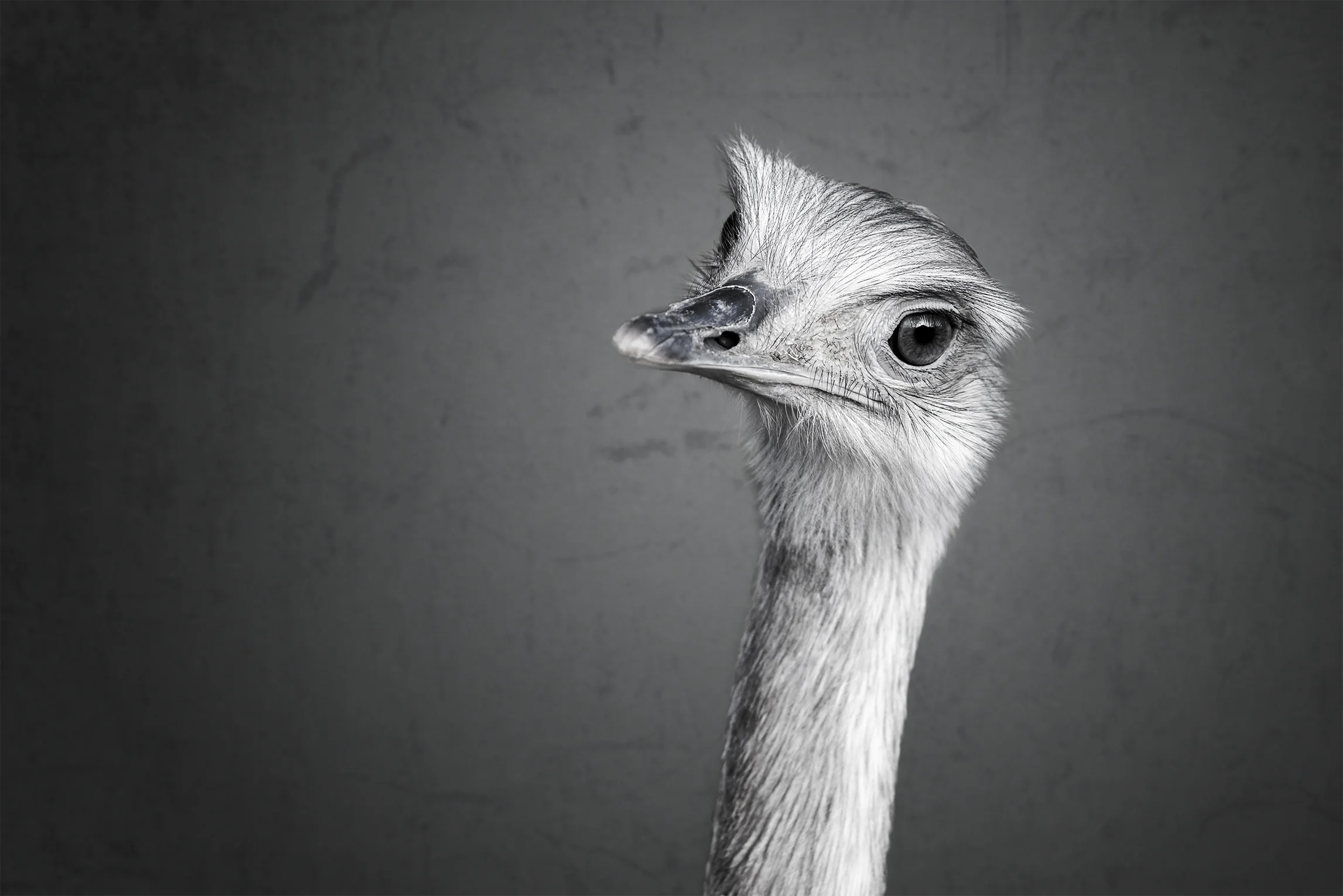 animal-2.jpg