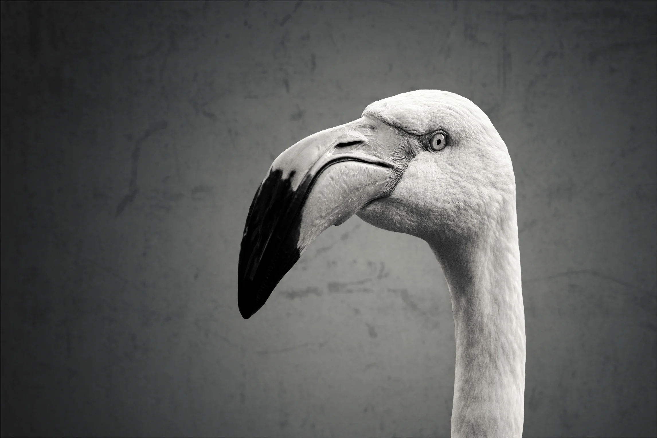 animal-1.jpg
