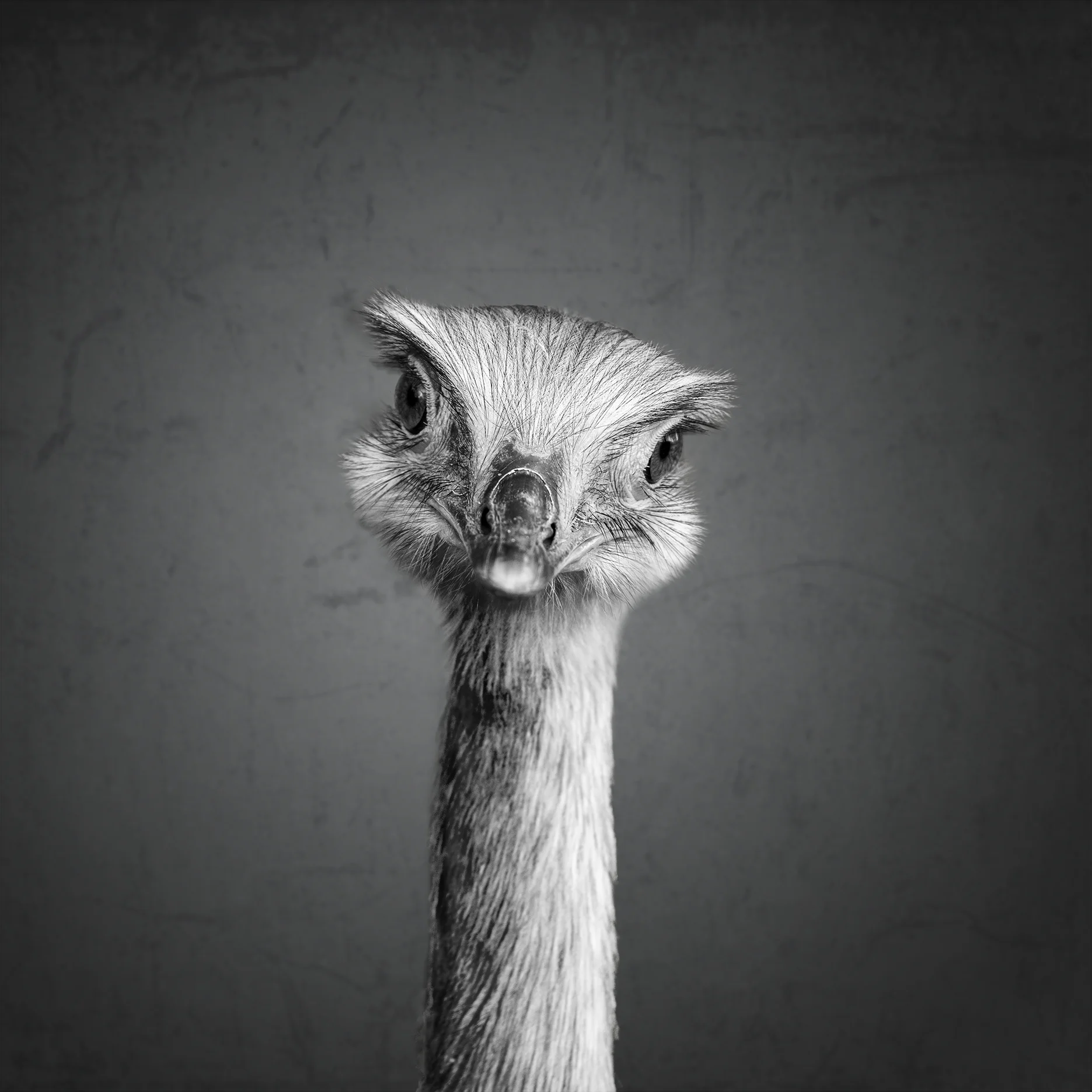 animal-3.jpg