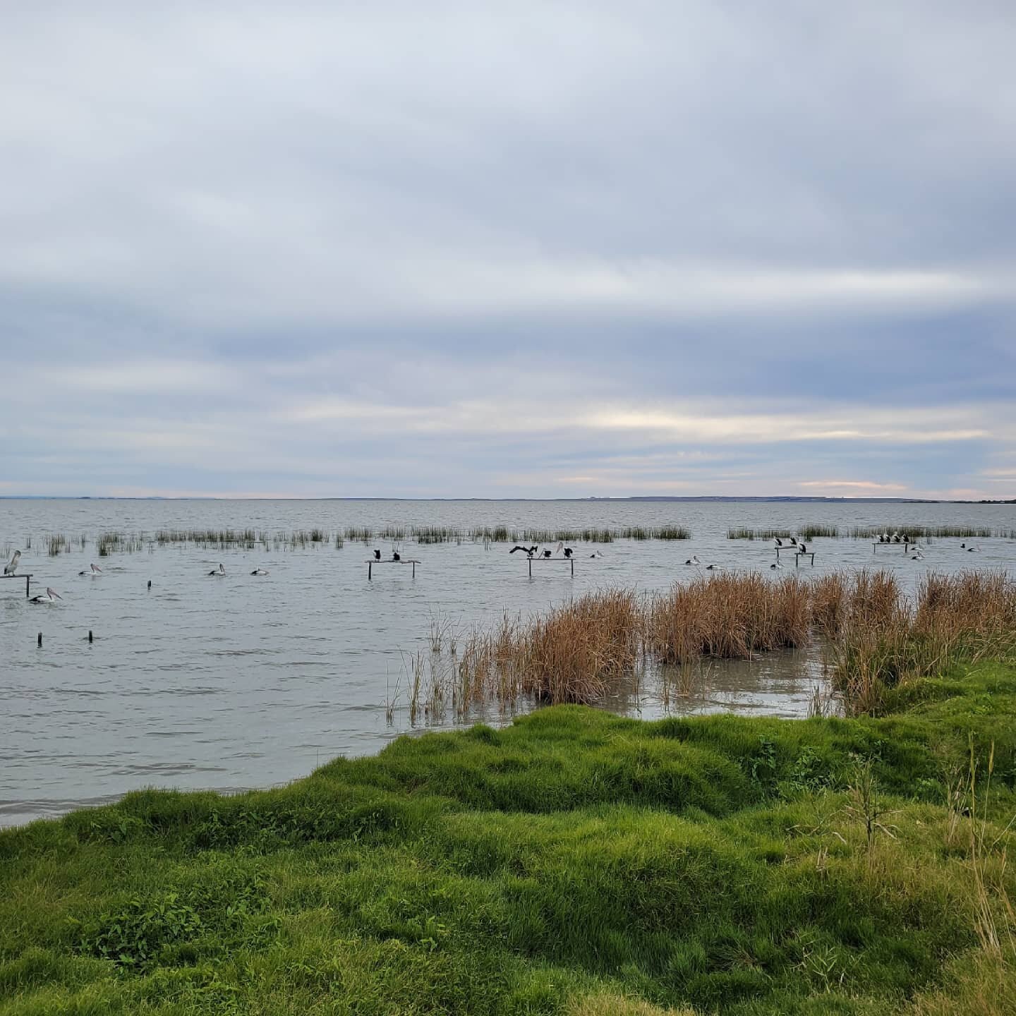 Day XVIII cross-country road trip. Q. What do you call a colony of pelicans.