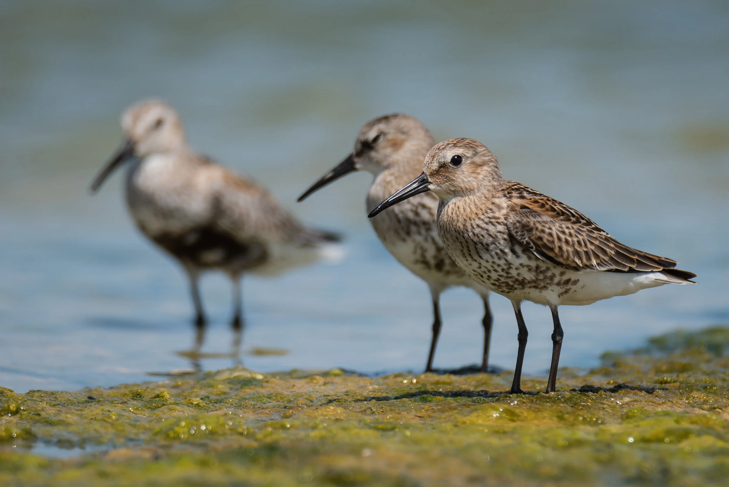 Dunlins Trio