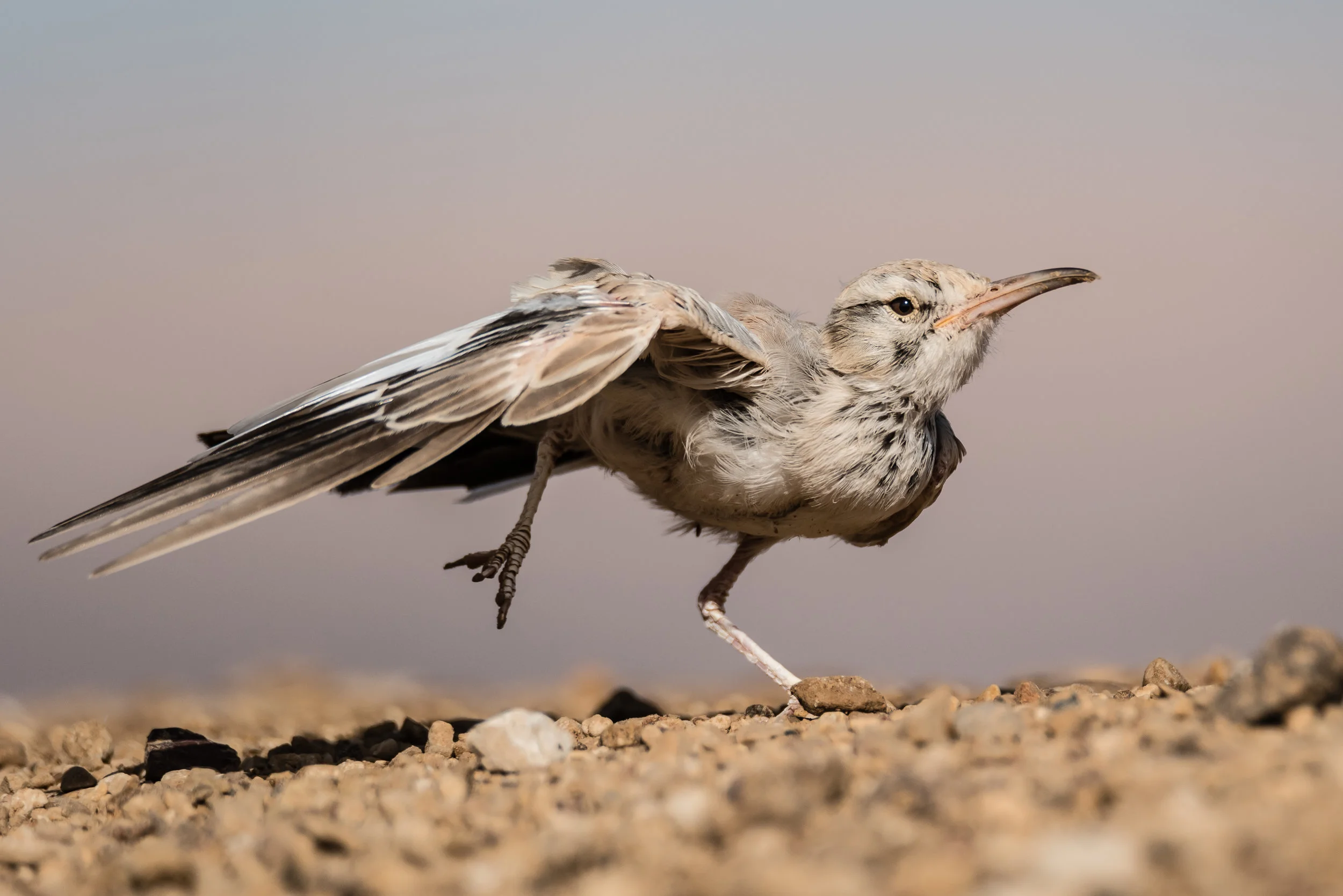 Hoopoe Lark