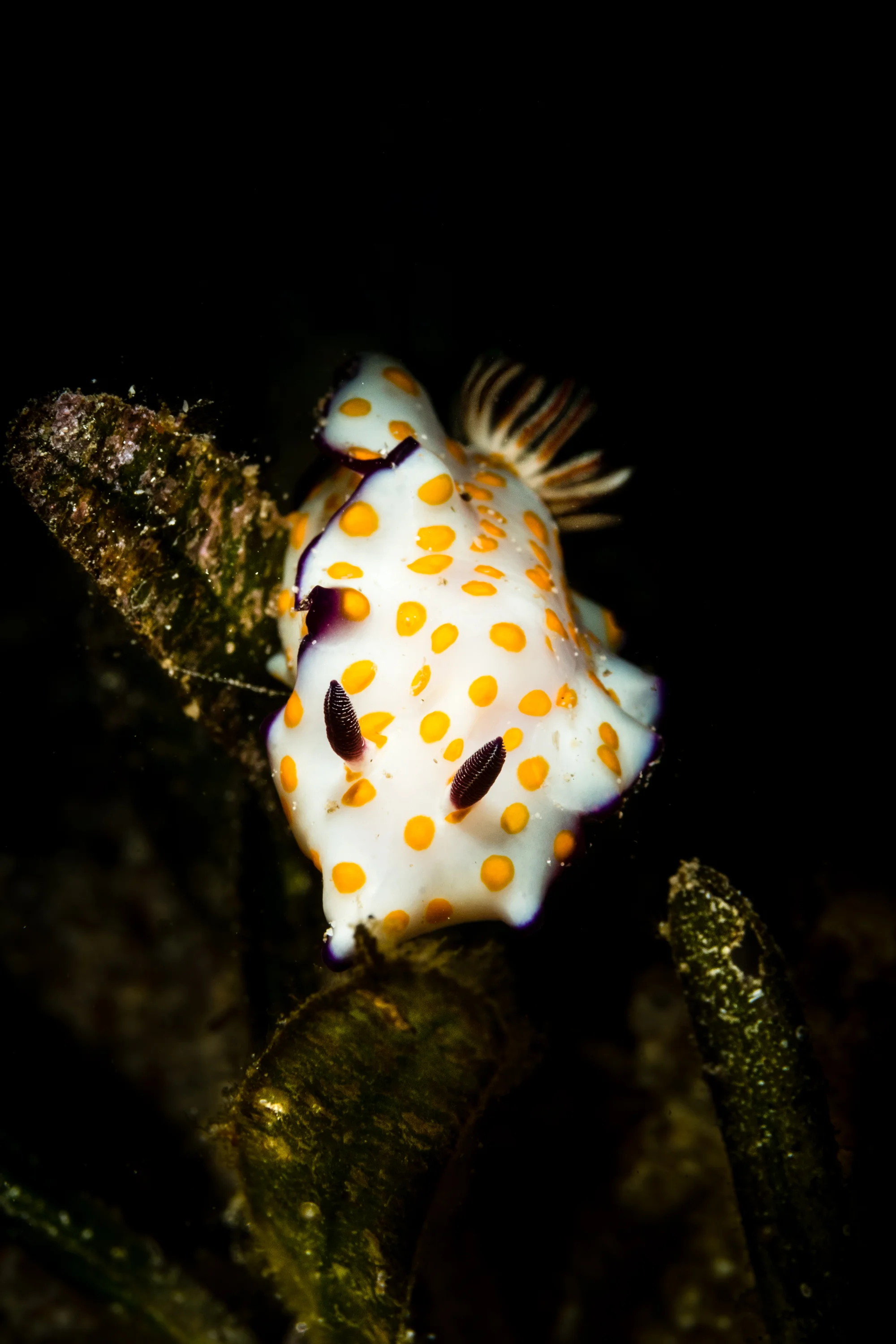 Black: Nudibranch