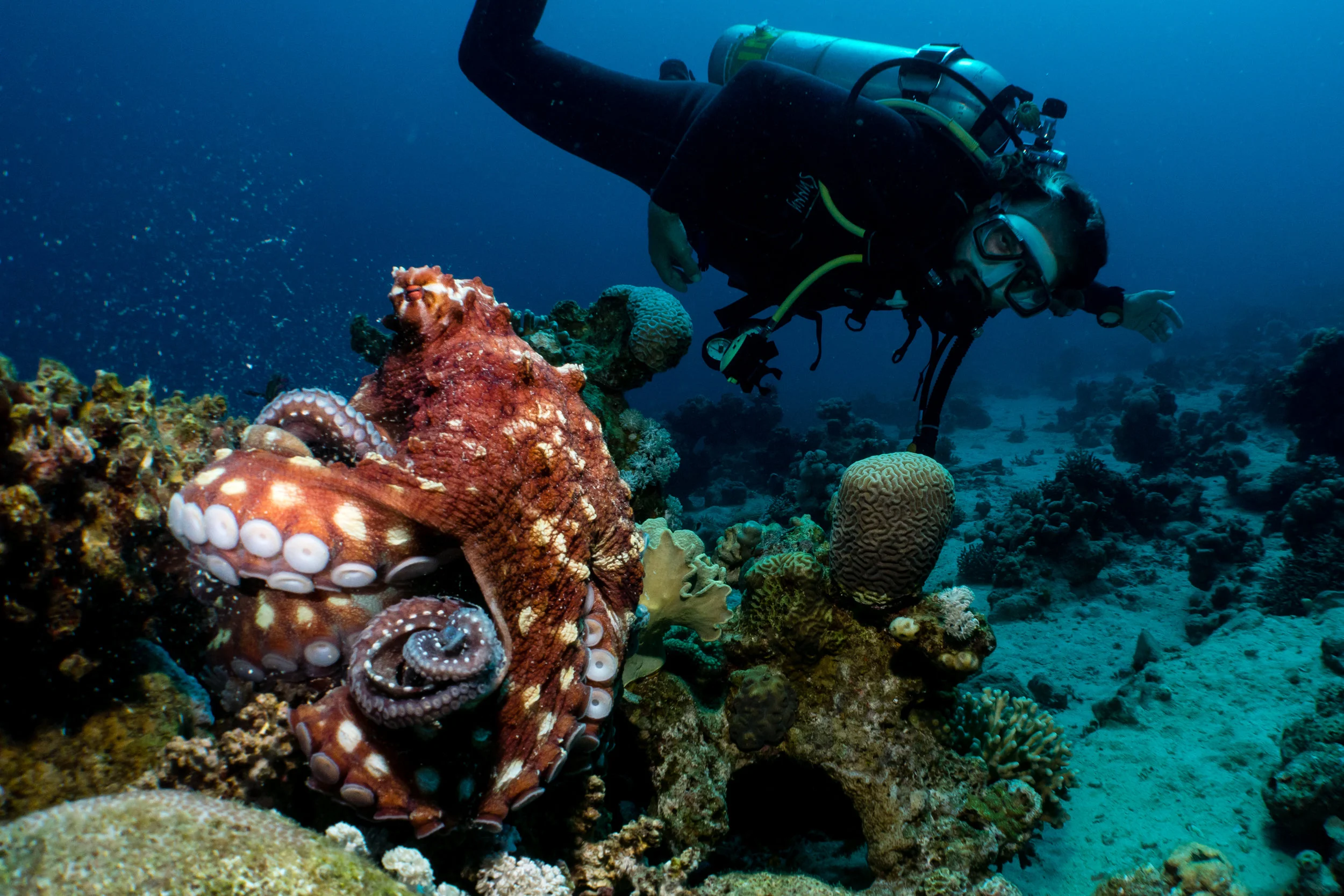 Red: Octopus
