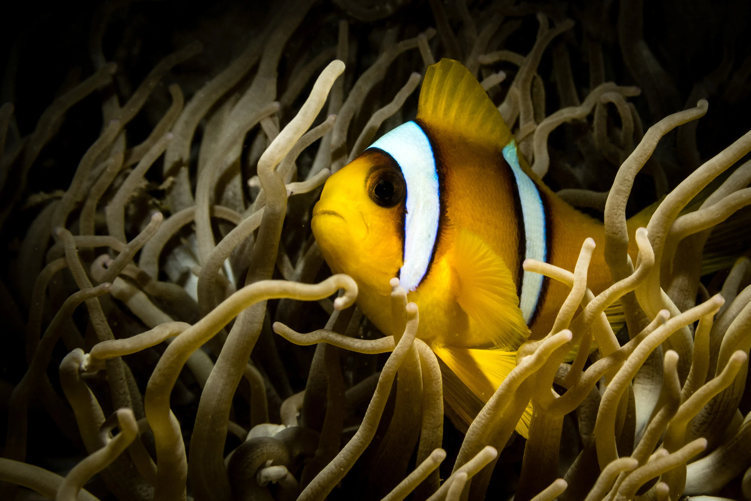 Black: Clownfish