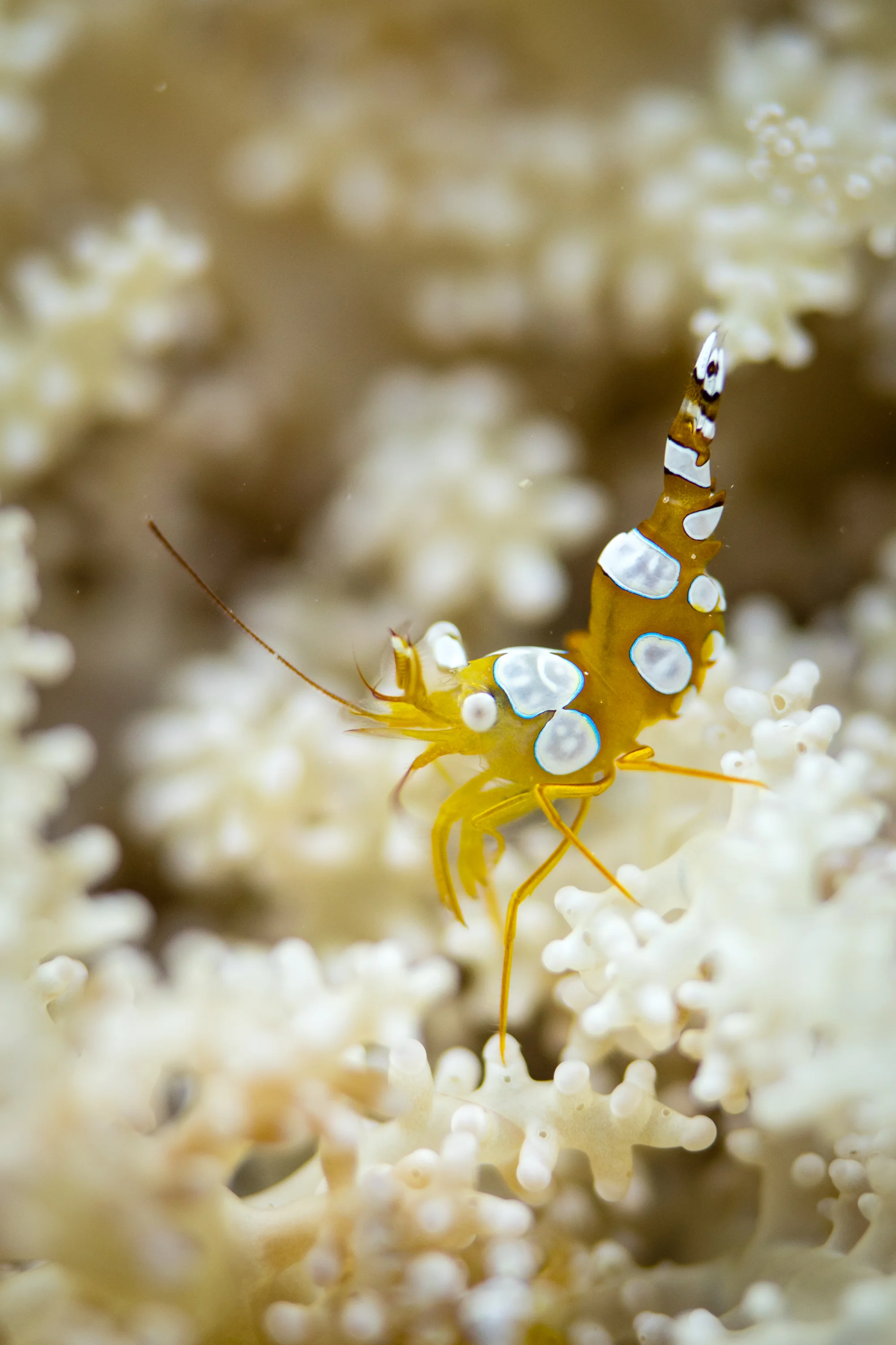 Sexy Shrimp