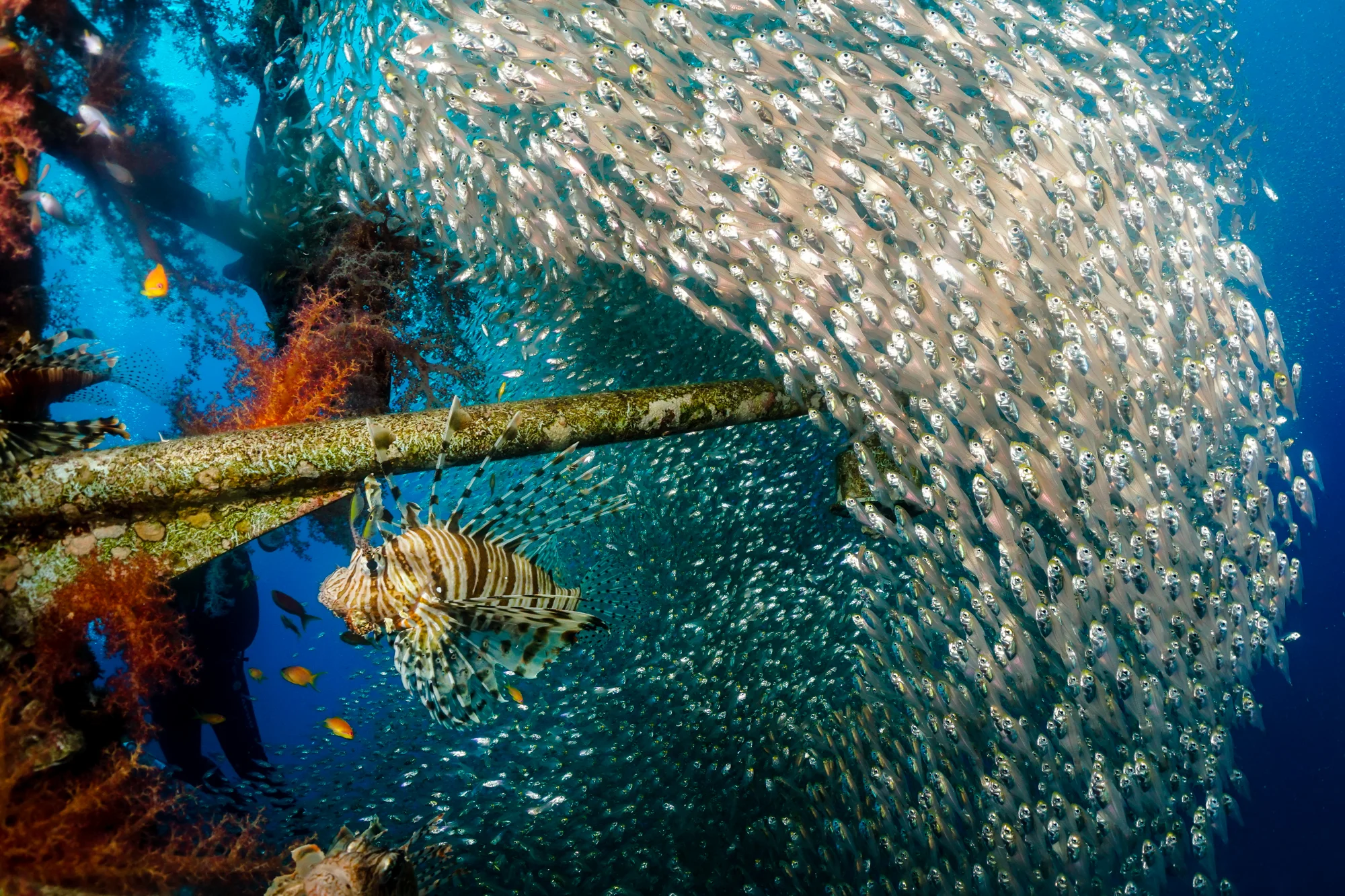 Blue: The Last Supper