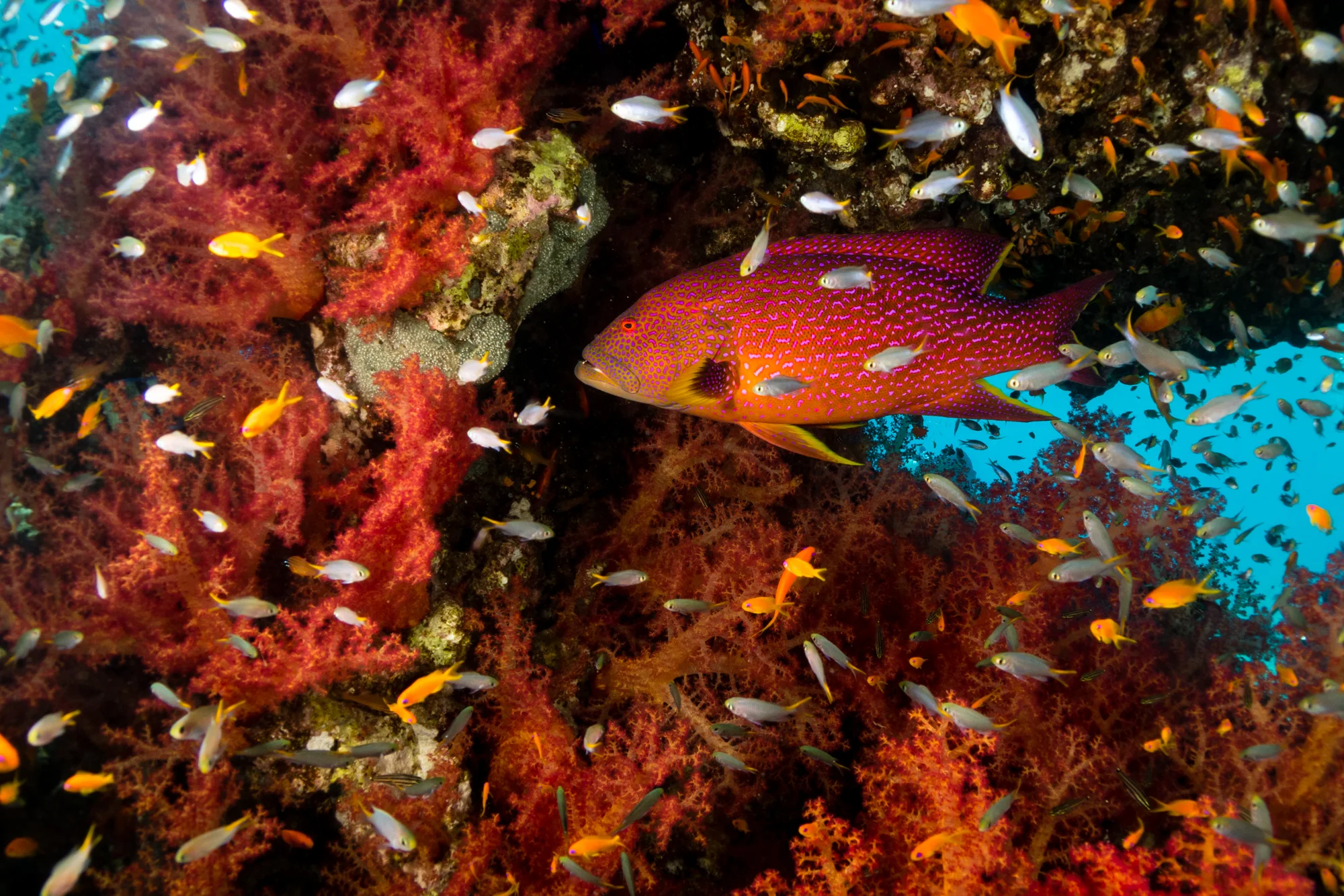 Red: Coral Hind