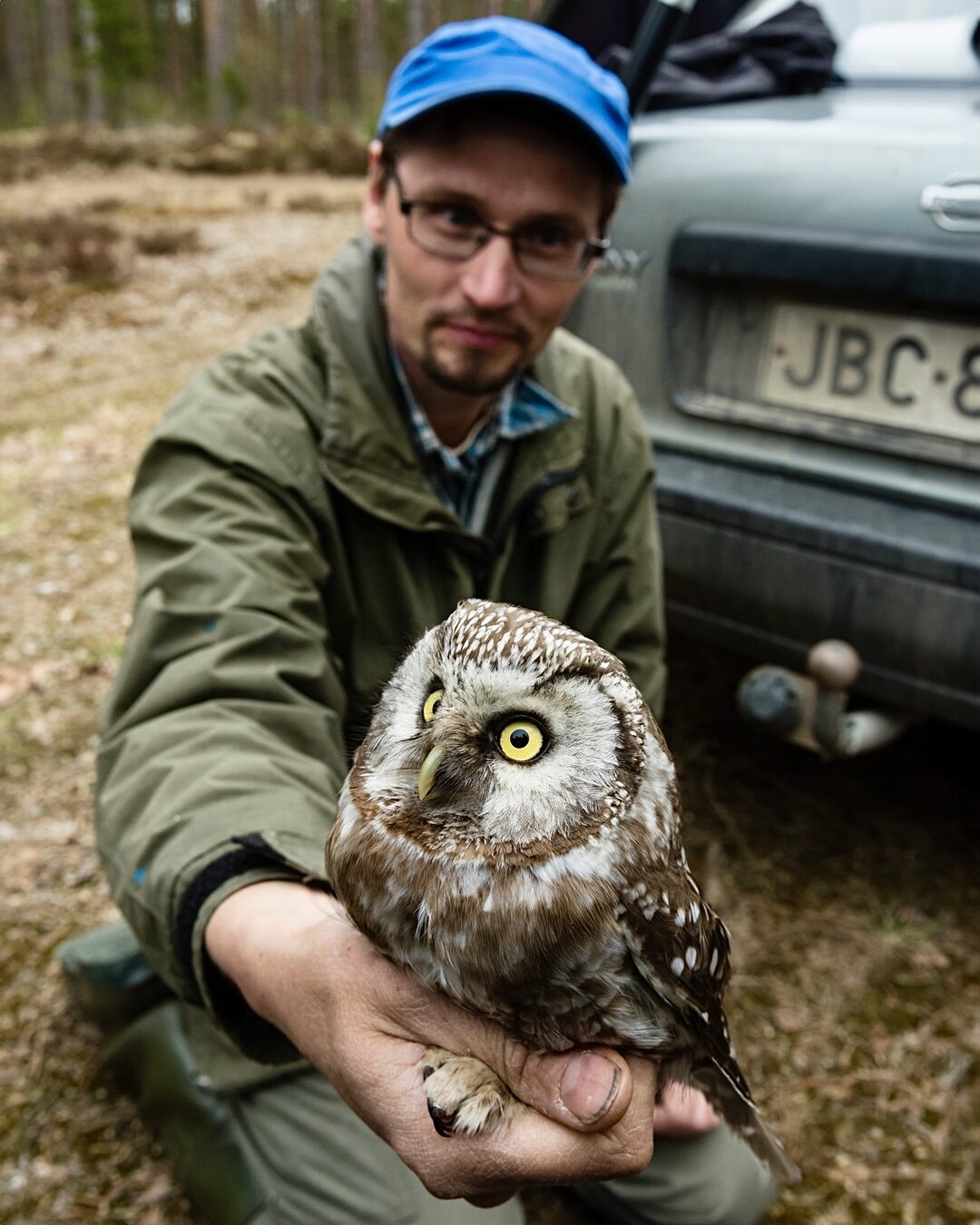 Checking out a Broreal Owl's nest with a local forester in Finland🦉
Look at these fledgelings!😂
The Boreal Owl, also known as the Tengmalm's Owl, is a small owl species that inhabits the boreal forests of northern Europe, including Finland. They ha