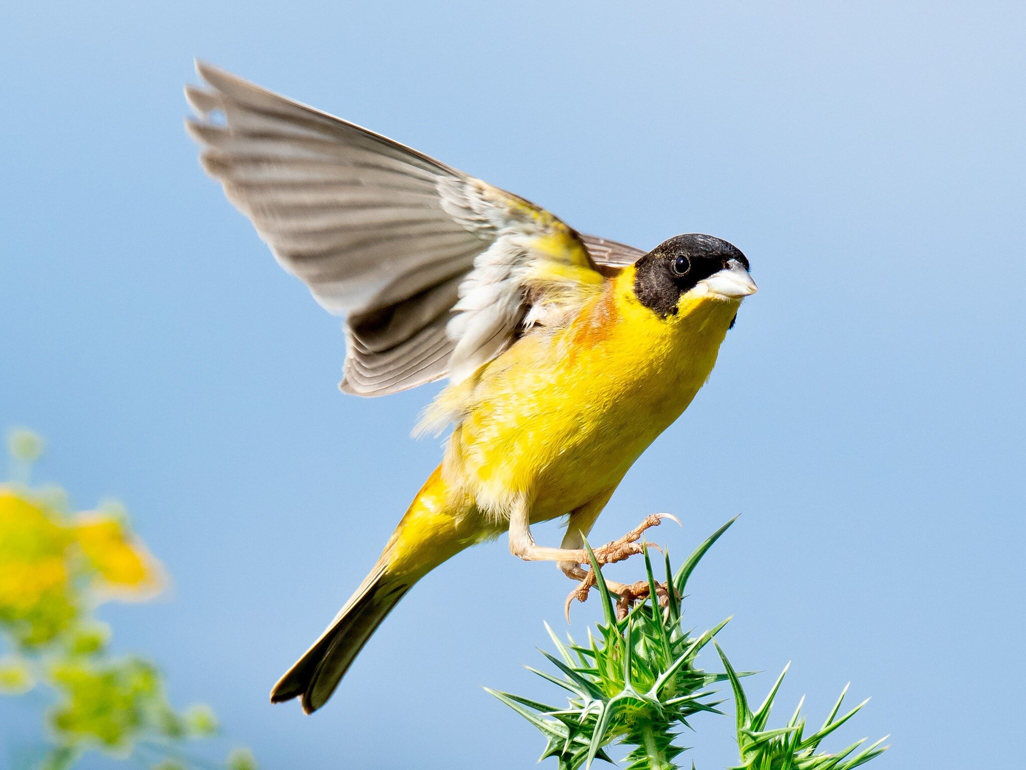 Meet the black-headed bunting 🐦,
Probably my favorite bird in Israel! This unique bunting species breeds in southeastern Europe and western Asia and migrates to its wintering grounds in India.
It has stunning colors and its singing is delightful.
Ph