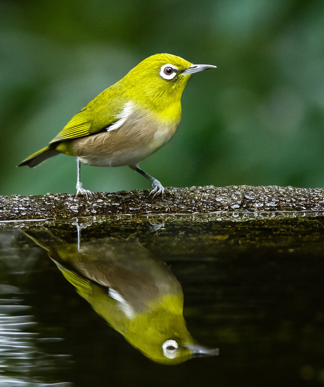 Japanese White-Eye at the Drinking Spot! 🐦
Their distribution is mainly in Japan and eastern Asia, but they have also been introduced to various Pacific islands, including Hawaii!
These birds primarily feed on insects, nectar, and fruits. They posse