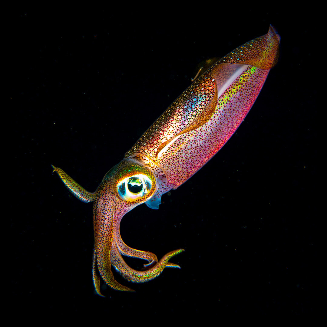 Reef Squid at Night🦑
Photographing these squids during night dives can be quite challenging. They are easily startled and can leave you with nothing but a cloud of ink.
.
Follow @lensofamit for more✨
.
.
.
 #squid #calamari #night #nightdive #underw