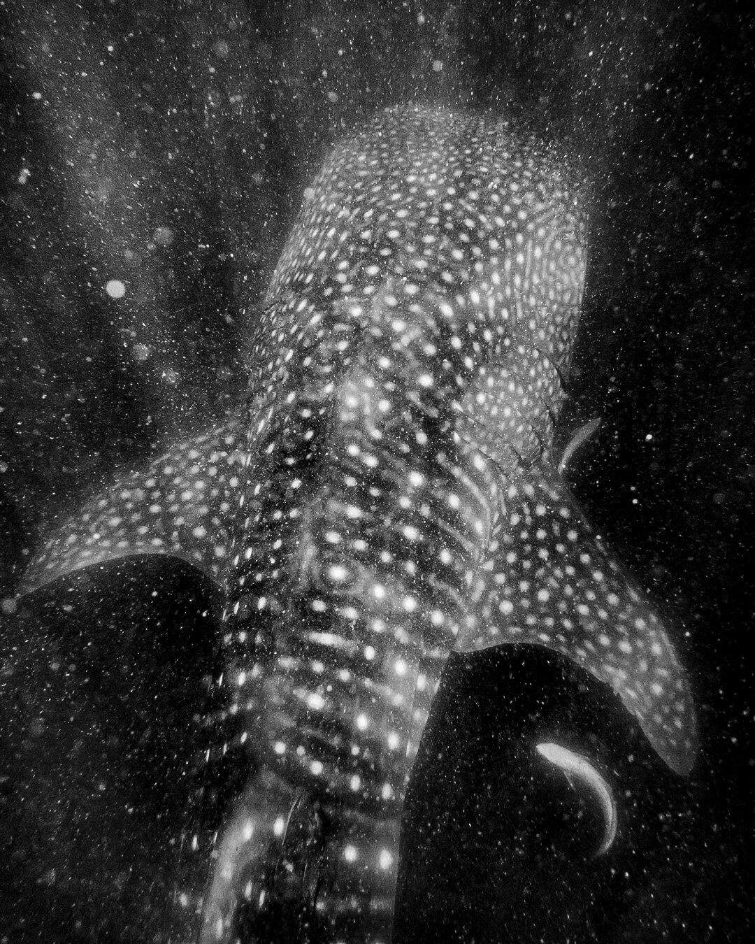 Young Whale Shark 🐋🦈
Although not of the highest quality, this picture holds great significance for me.
It was one of those moments where my passion for nature photography truly ignited🤩
Taken back in 2015 near Koh Tao, Thailand, the encounter wit