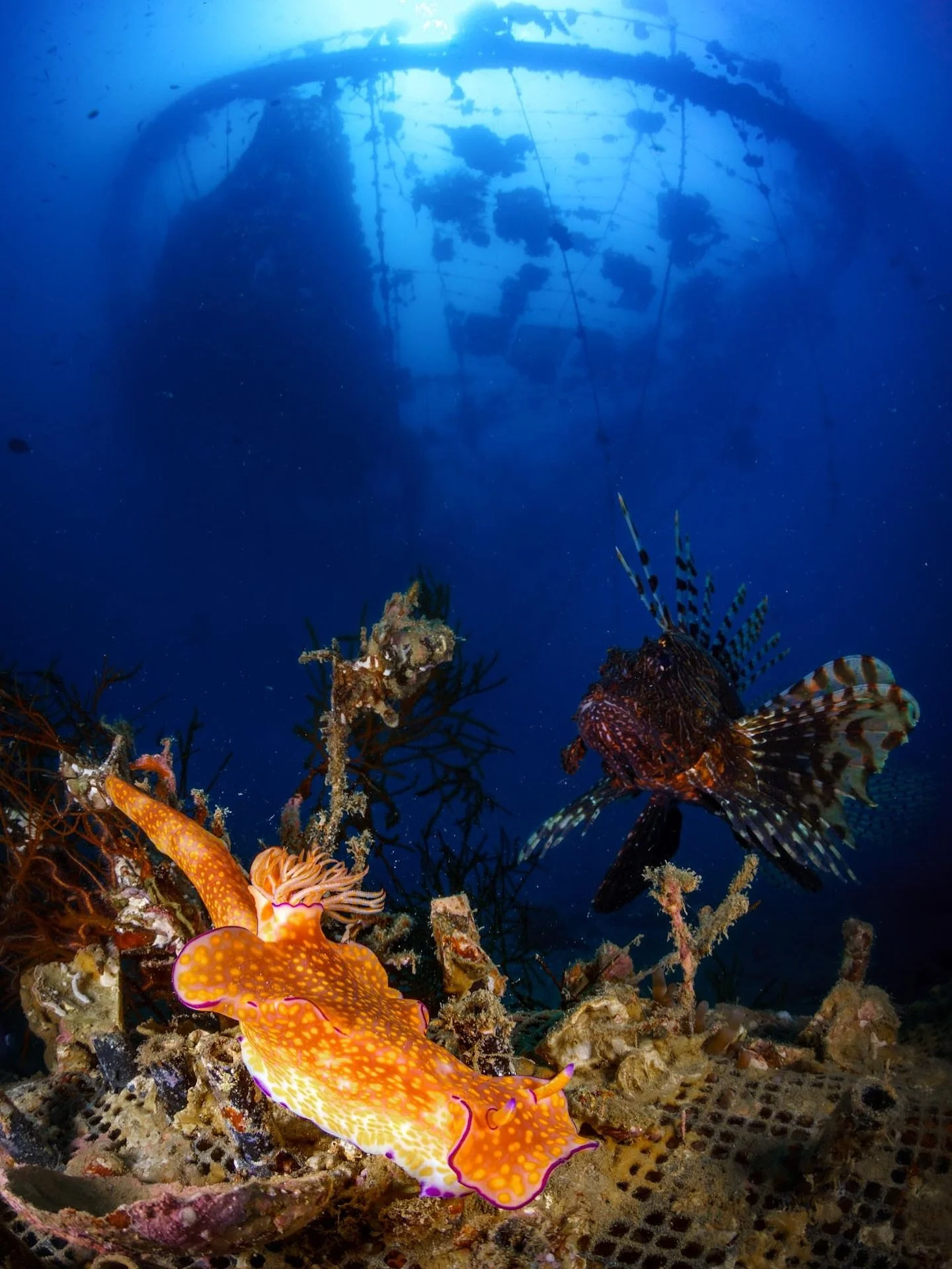 Deep-Sea Creatures

👉 Visit @lensofamit for more underwater shots.

#lensofamit #underwaterphotography #oceanphotography #uwphoto #scubadiving #diving #marinelife #sealife #underwaterworld #nudibranch #seaslug #lionfish #pterois #wreckdiving #shipwr