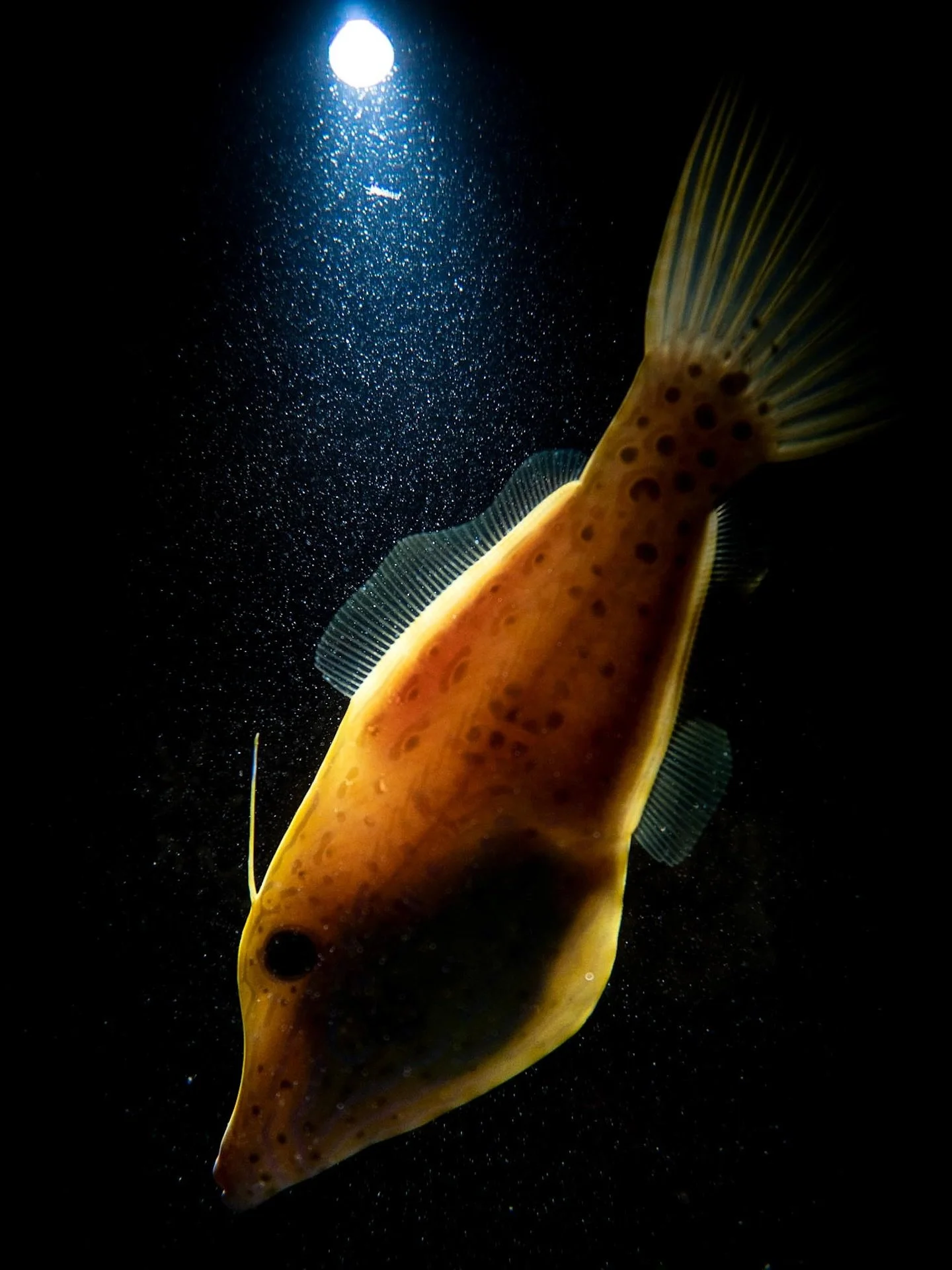 Night Light

Backlit filefish, Eilat (Red Sea).

Sony a6500 &bull; Sony 16&ndash;50 @ 24mm &bull; 1/200 &bull; f/3.5 &bull; ISO 800 &bull; Fantasea housing &bull; Ikelite DS161 strobe &bull; Snoot

👉 Visit @lensofamit for more underwater portraits.
