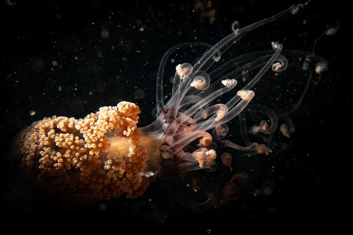 Midnight Bloom

Snoot-lit nocturnal portrait of a sea anemone.

Sony a6500 &bull; Sony 16&ndash;50 @ 42mm &bull; +12.5 diopter wet macro lens &bull; 1/160 &bull; f/8 &bull; ISO 800 &bull; Fantasea housing &bull; Ikelite DS161 strobe &bull; Snoot

👉 