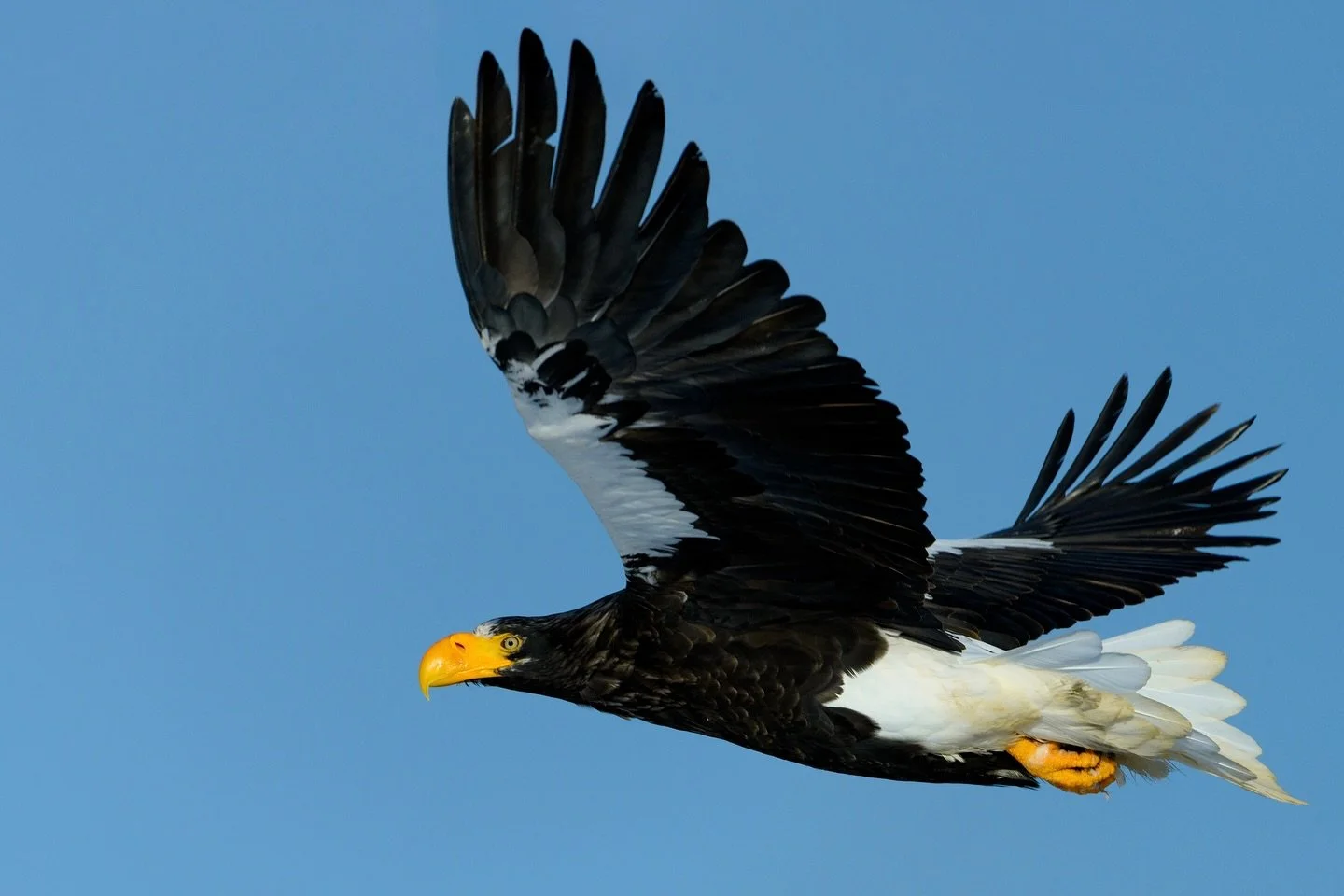Steller&rsquo;s Sea Eagle &mdash; Notsuke Peninsula, Hokkaido (Dec 2016)
I was 14, on my first wildlife trip with my mom.
Guided by the great nature photographer Makoto Ando &mdash; lessons that still shape how I work.
Not a single moment, but a whol