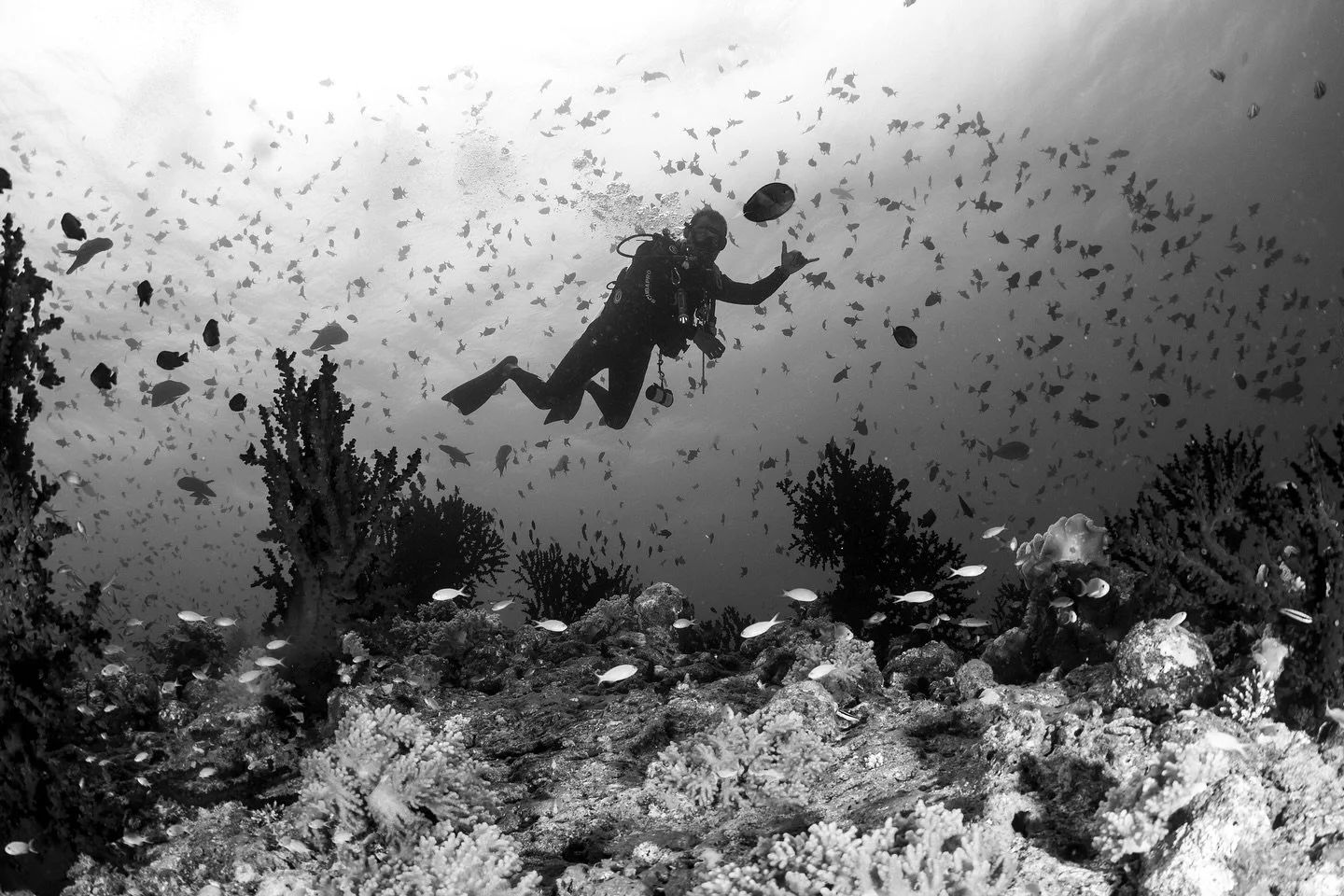Biomass

A single frame packed with life. One diver surrounded by a storm of reef fish, hard corals rising off the bottom, and that heavy feeling of biomass &mdash; not one or two subjects, but an entire system alive at once. This is what a healthy r