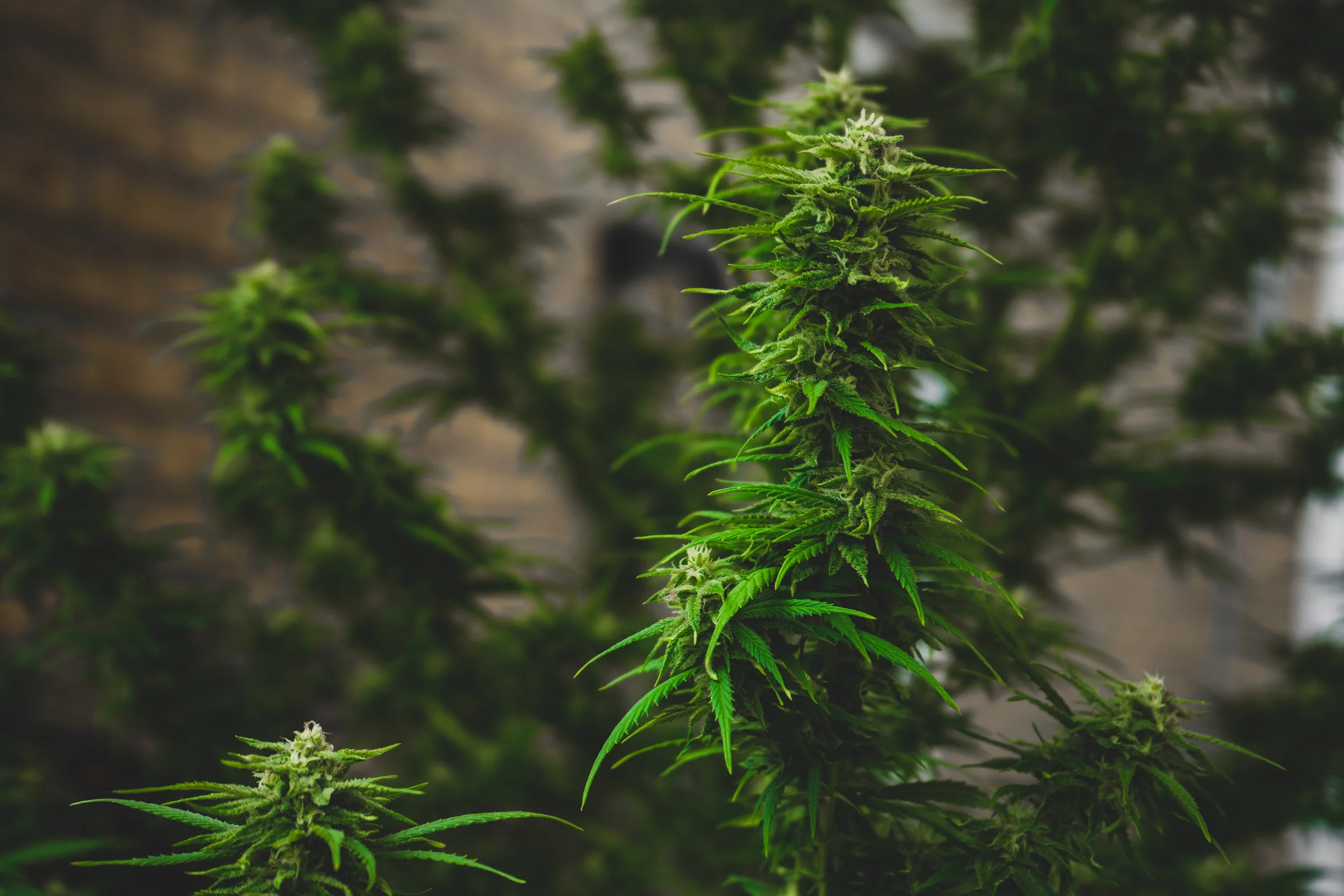 Vermont farmers report late season start, increased planting