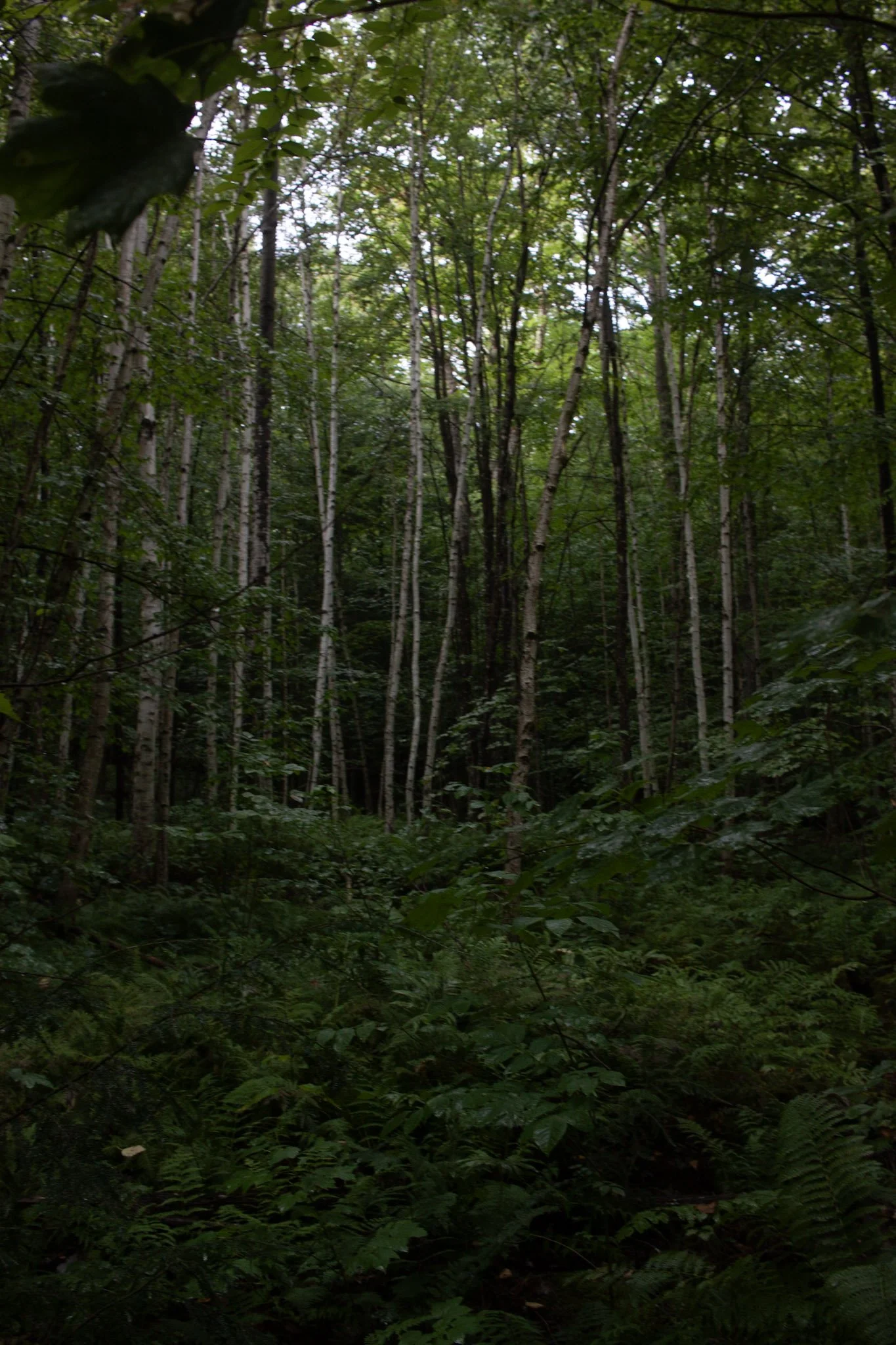 8-IMG_8968.jpg