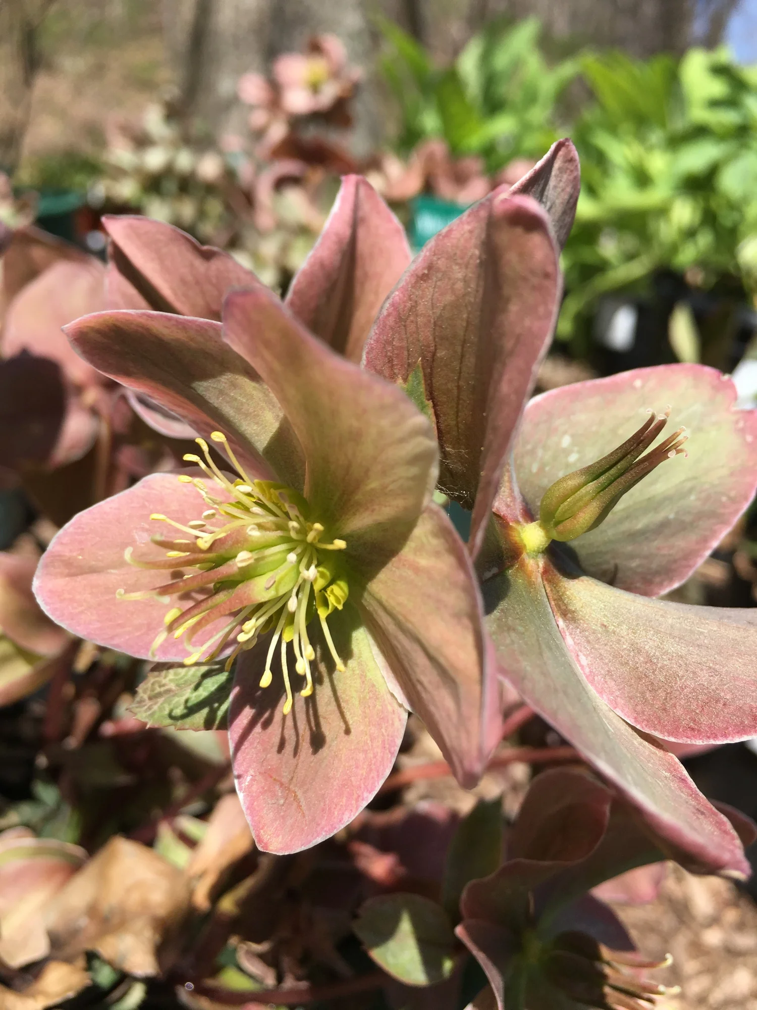 Nursery — Victoria Gardens