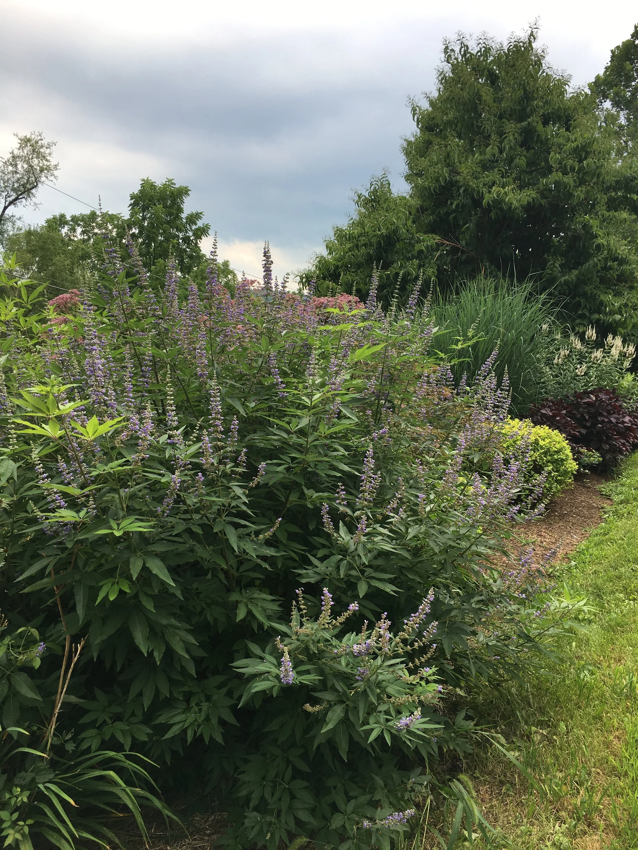 This is an amazing shrub, called Vitex.