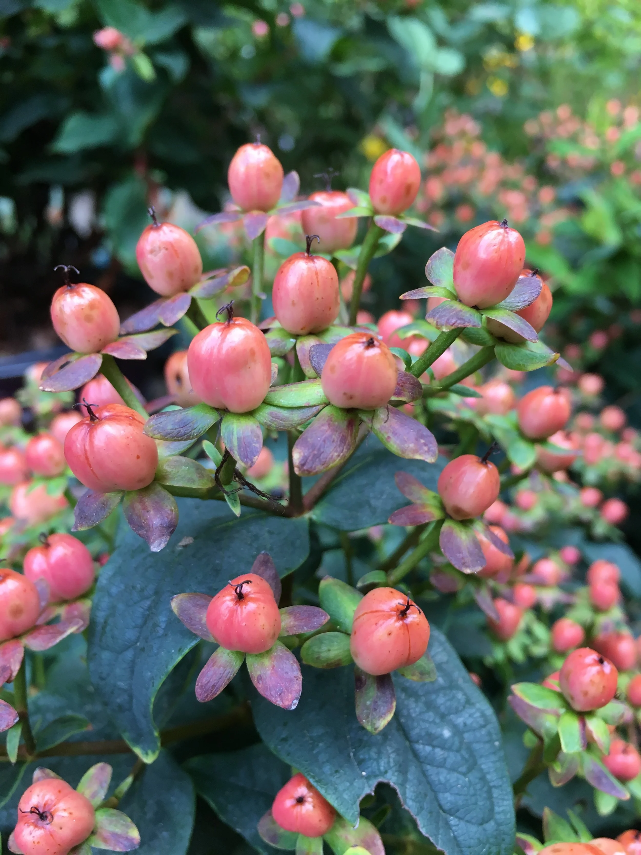 Another shrub, "RedStar" Hypericum