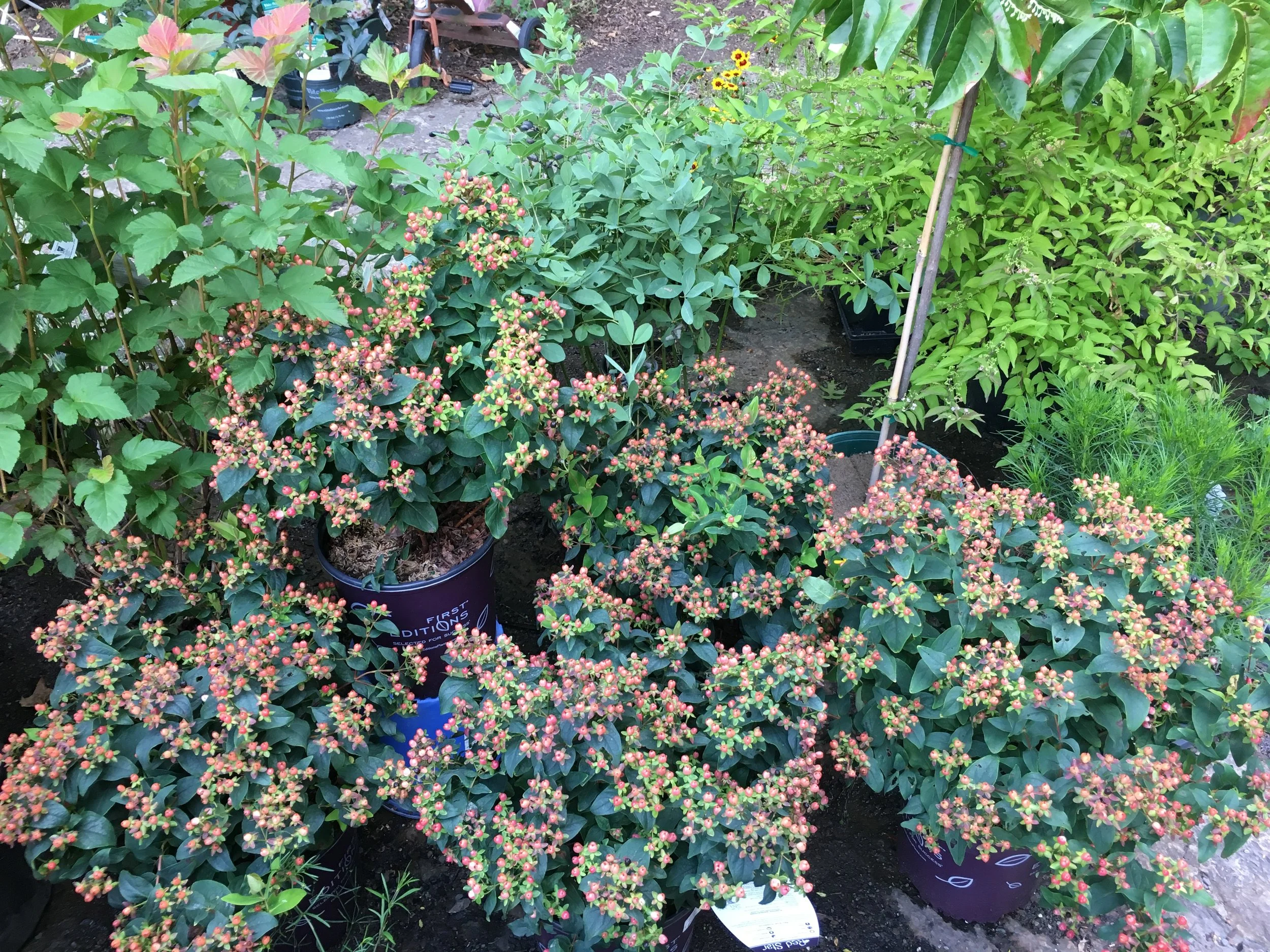 "RedStar" Hypericum: grows to 30"x30", full sun