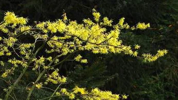 American Witch hazel (Hamamelis virginiana L.) .jpg