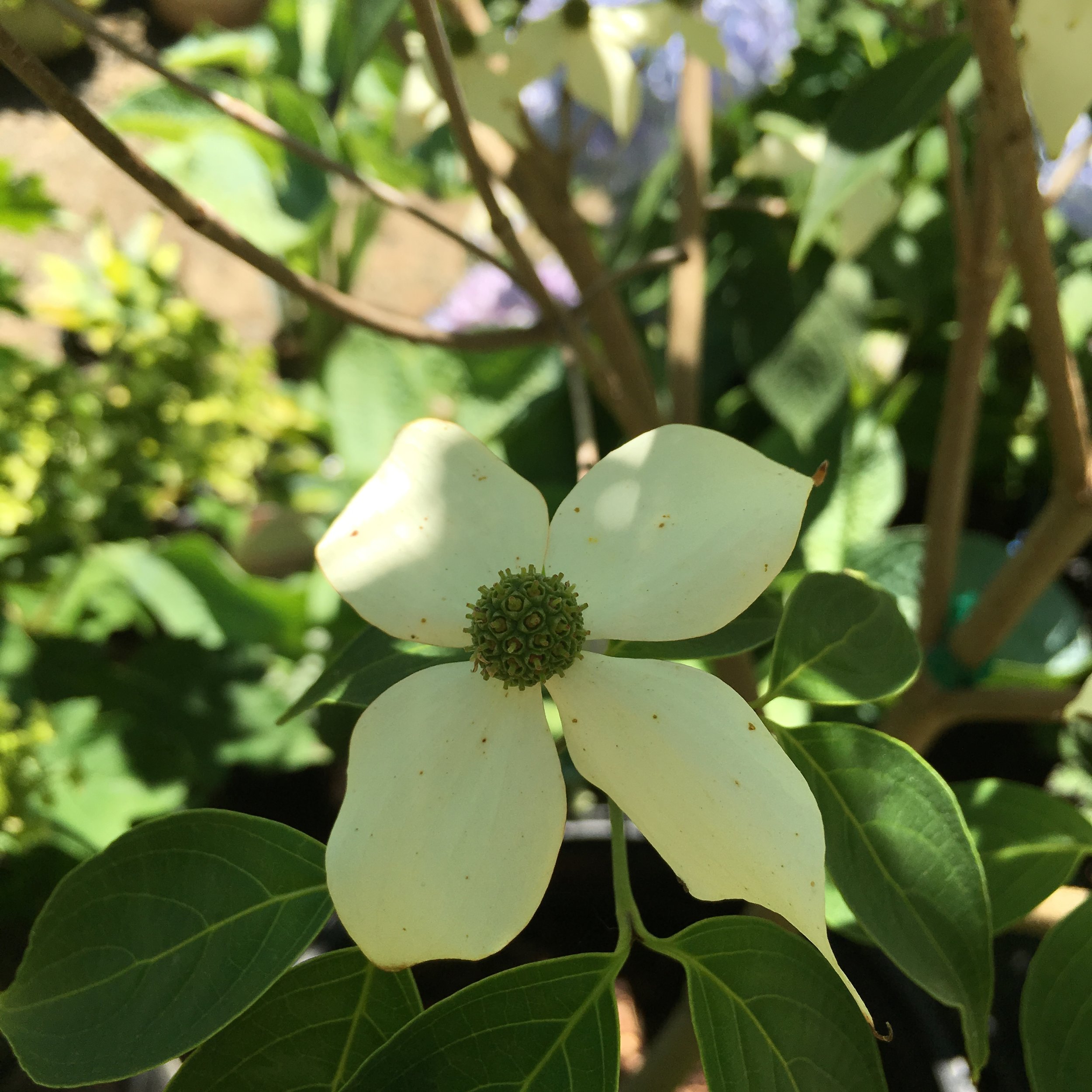 The 4 different Bloom Times of Dogwood Tree Varieties