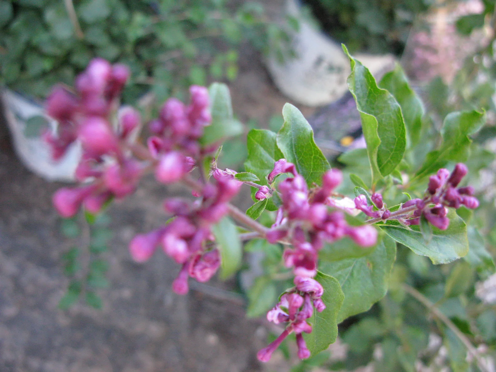 Prune after bloom -- June and July plant care