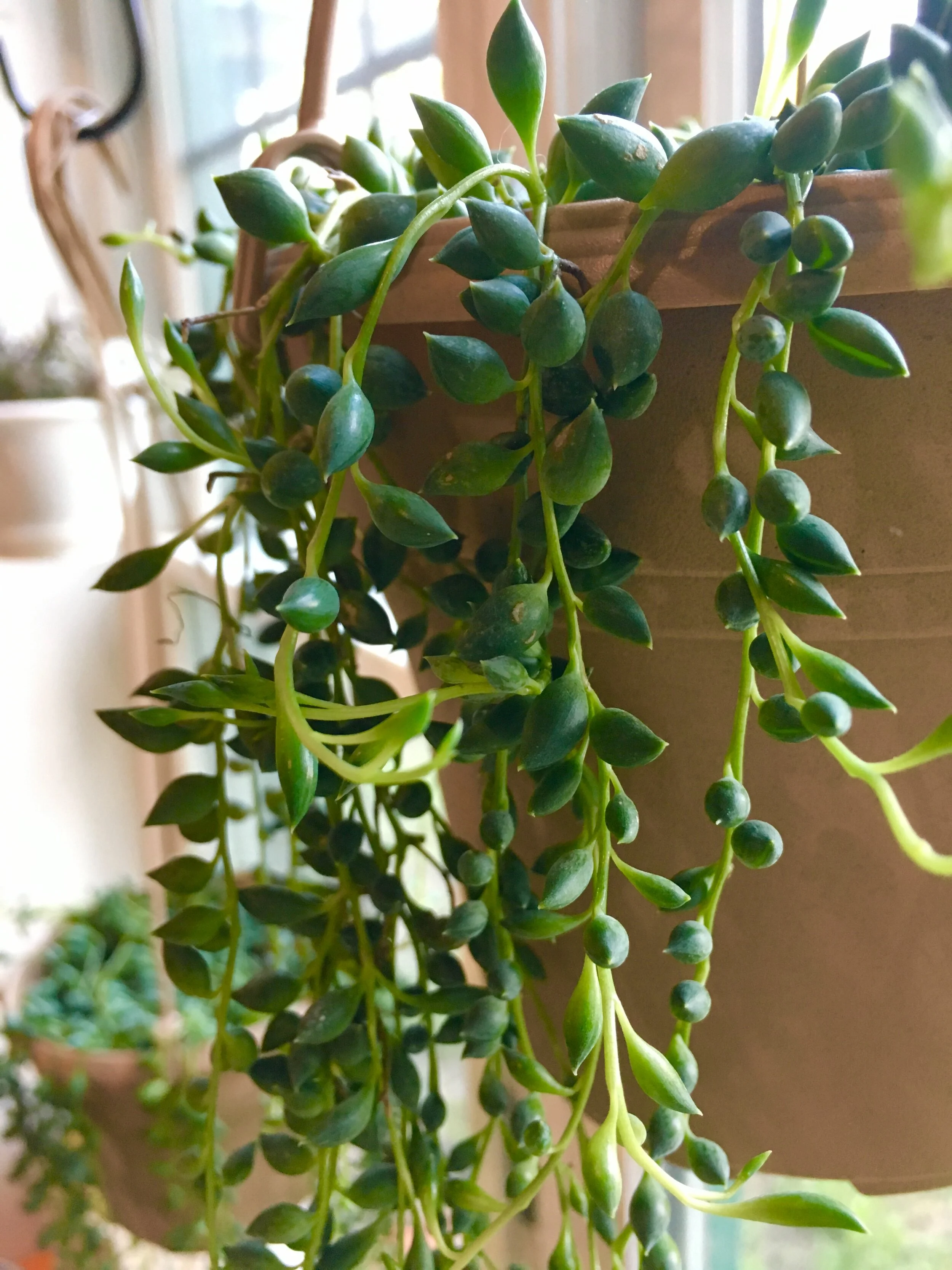 Plants Everywhere, Not Just in the Garden