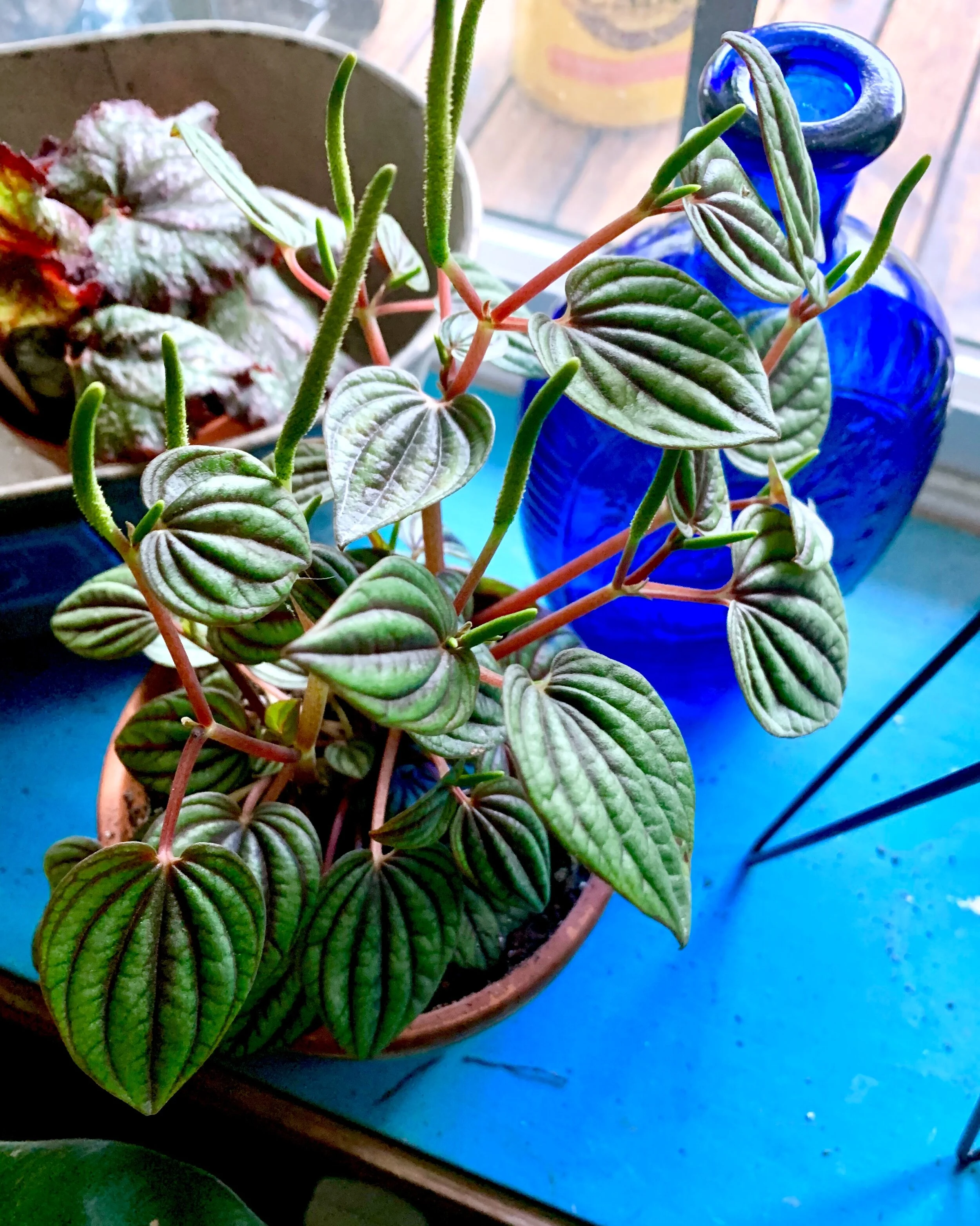 Why House Plants? The Benefits House Plants Offer