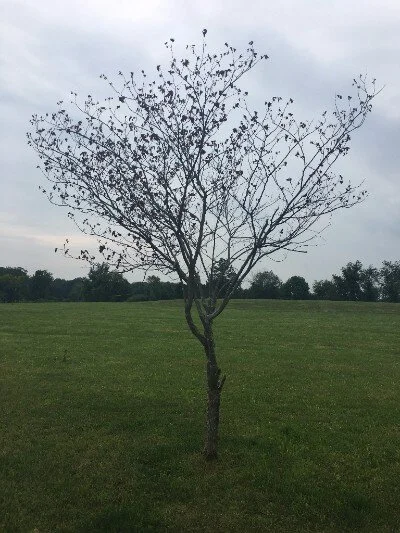 Why did my tree die? Reason #2