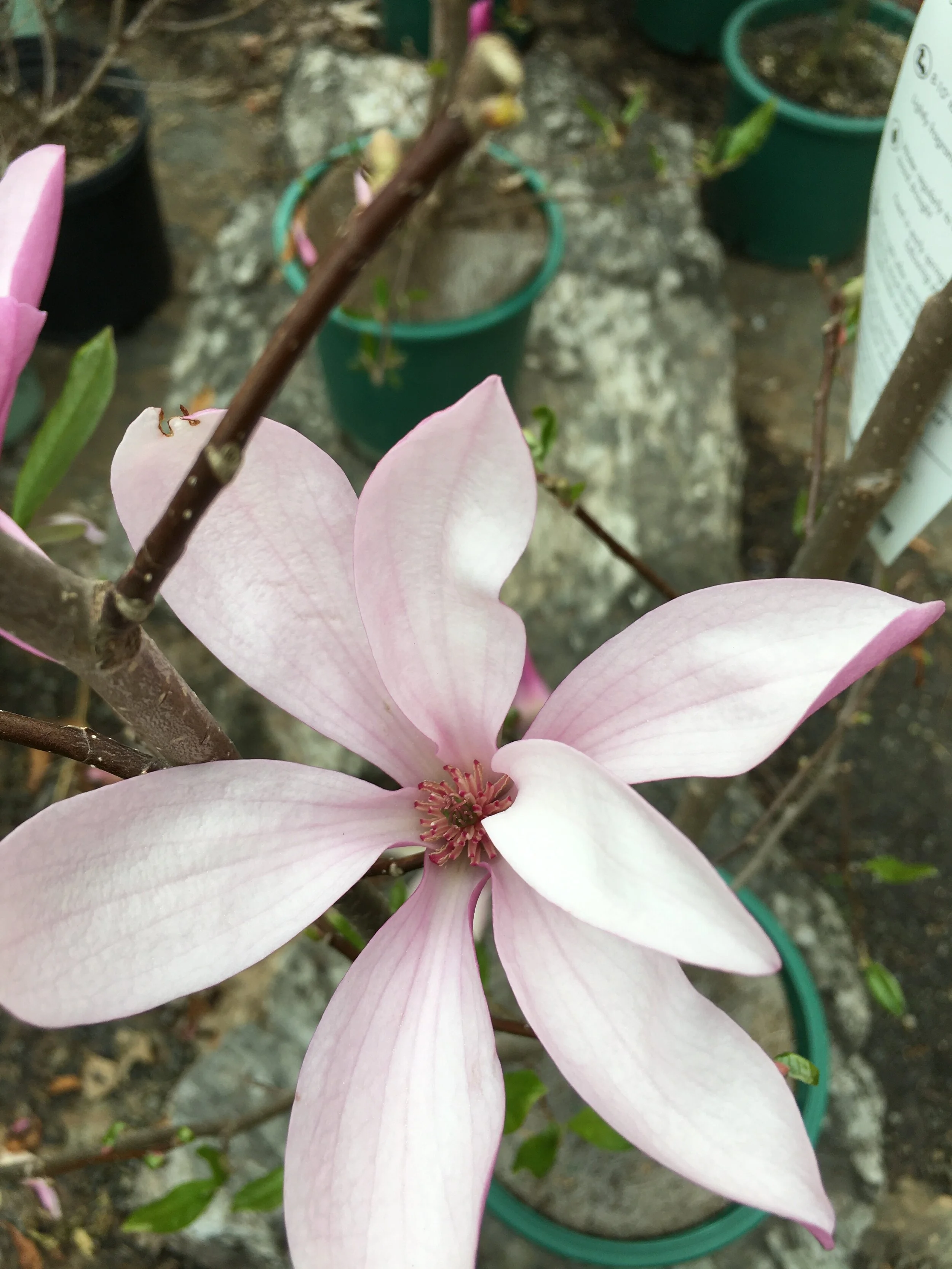 Spring Blooming Trees