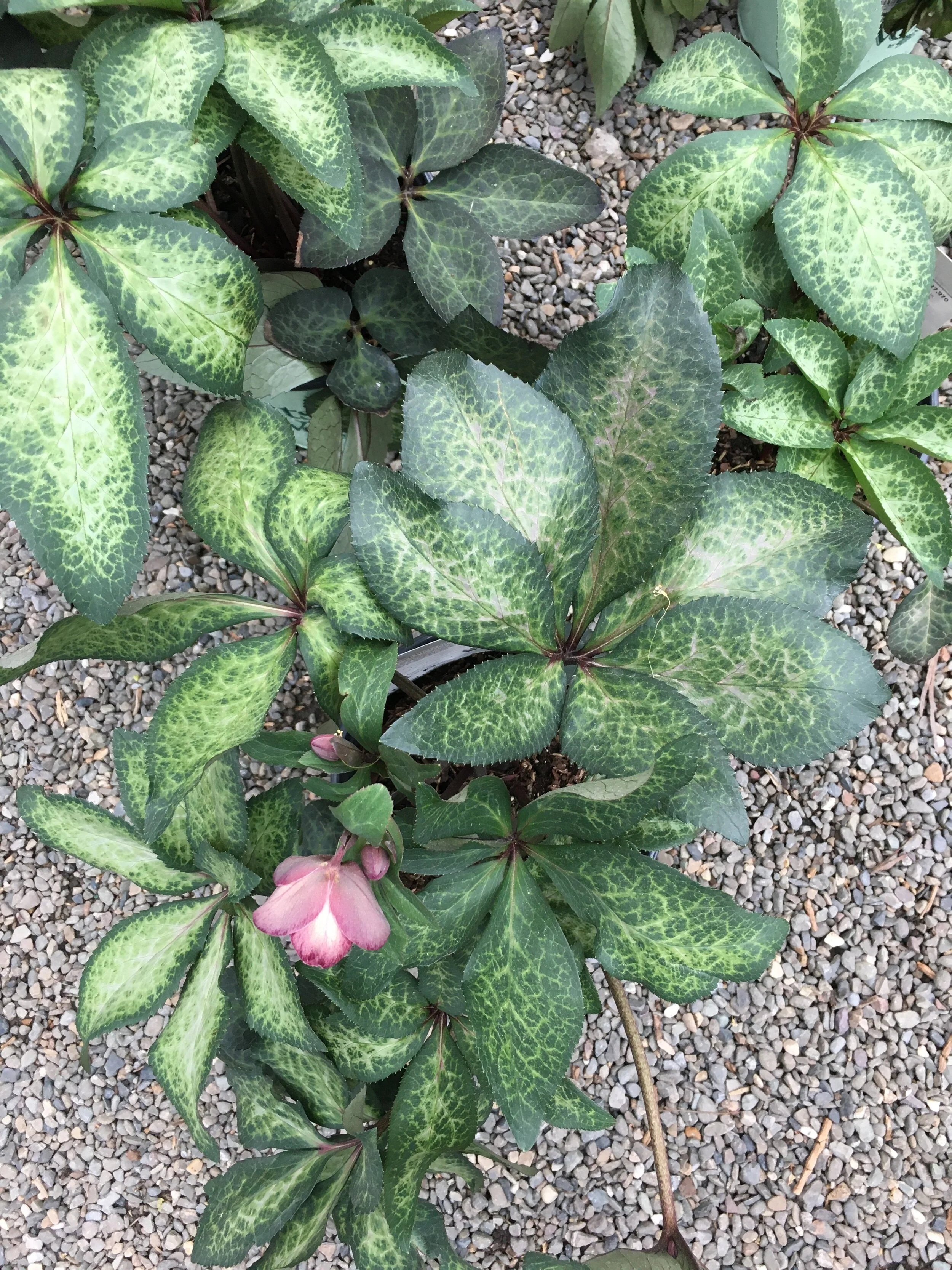 The Best Blooms for Bees