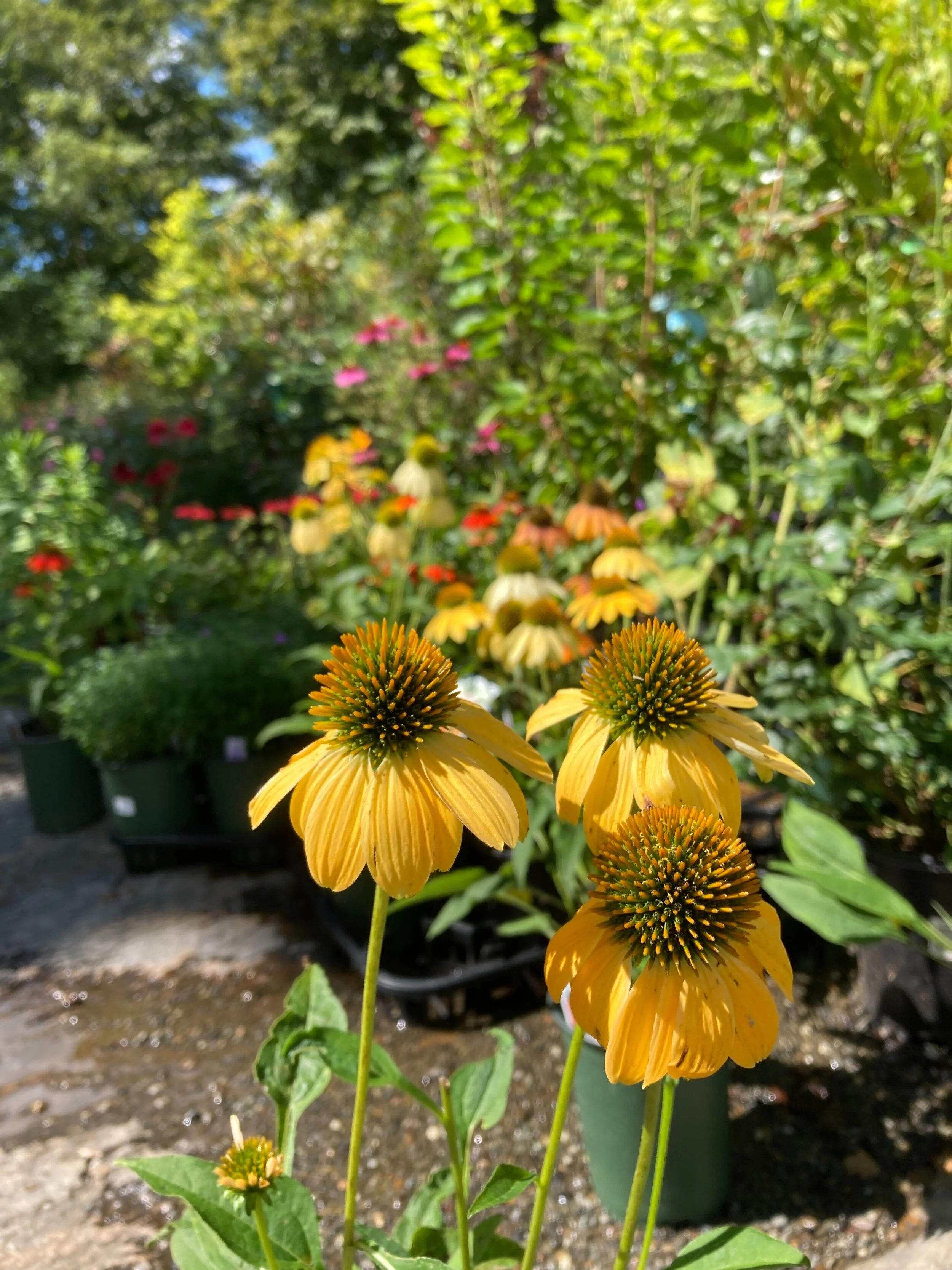 Unexpected Fall Gardening Advice From The New York Times