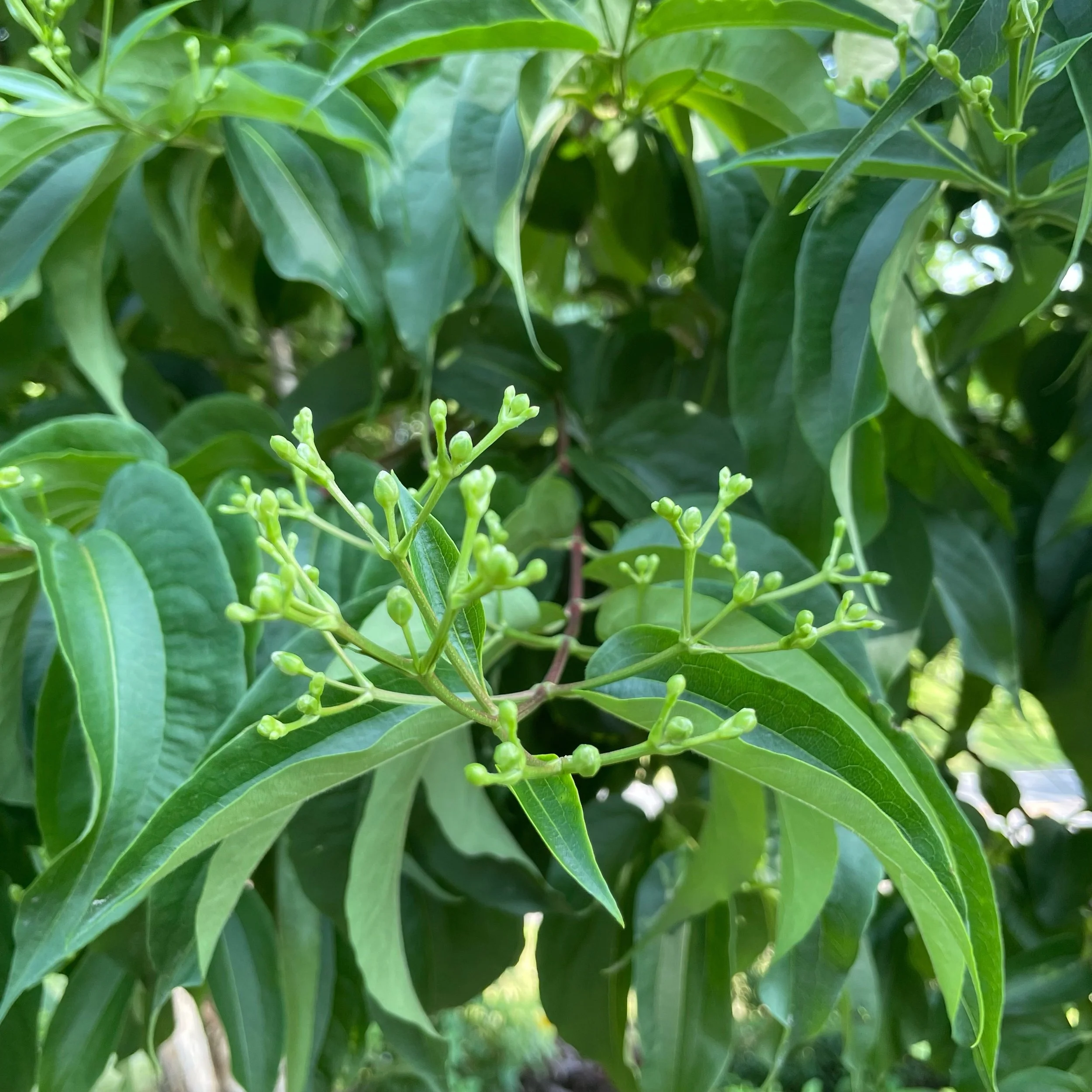 Trees That Thrive in the Hudson Valley