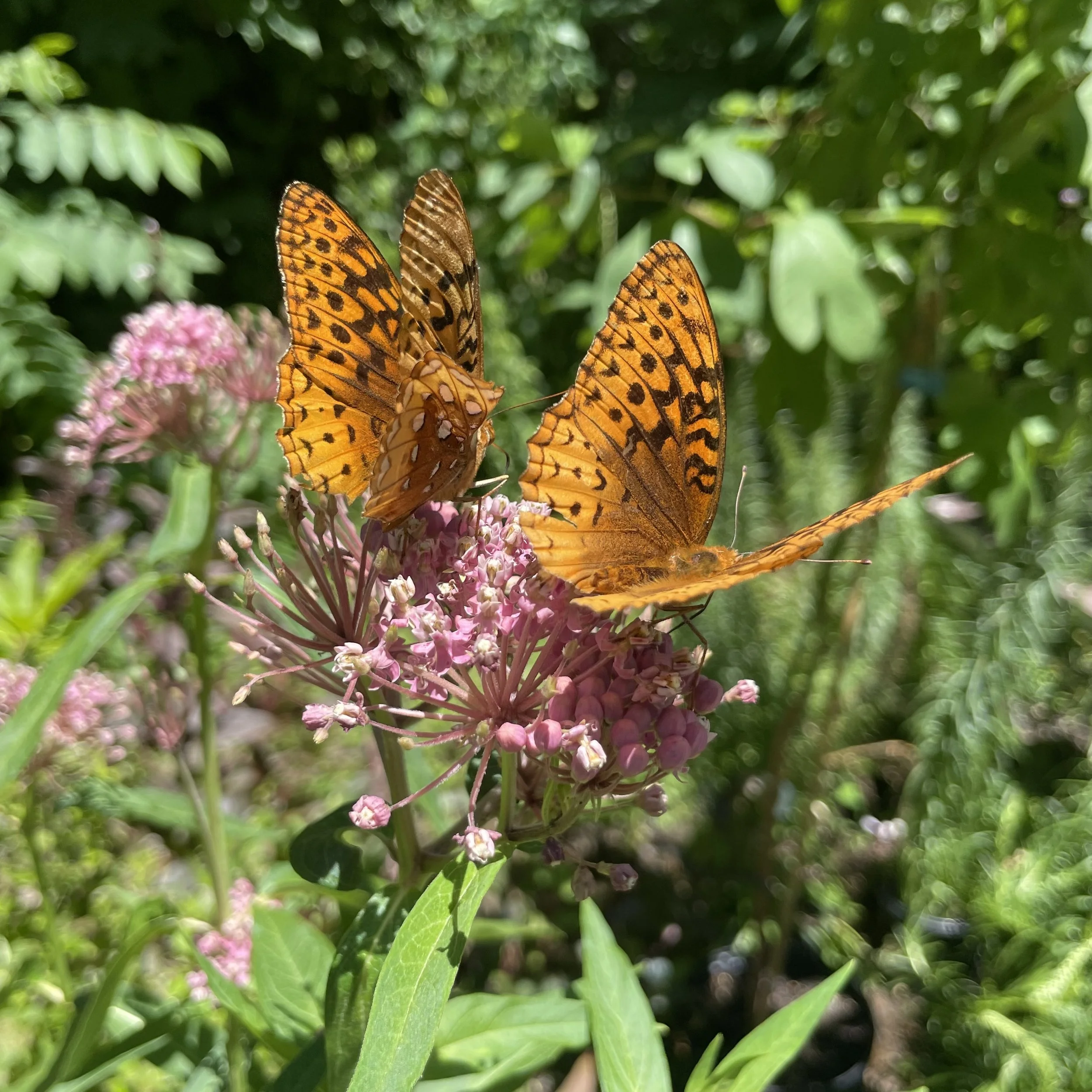 Why Plant Milkweed for Monarch Butterflies?