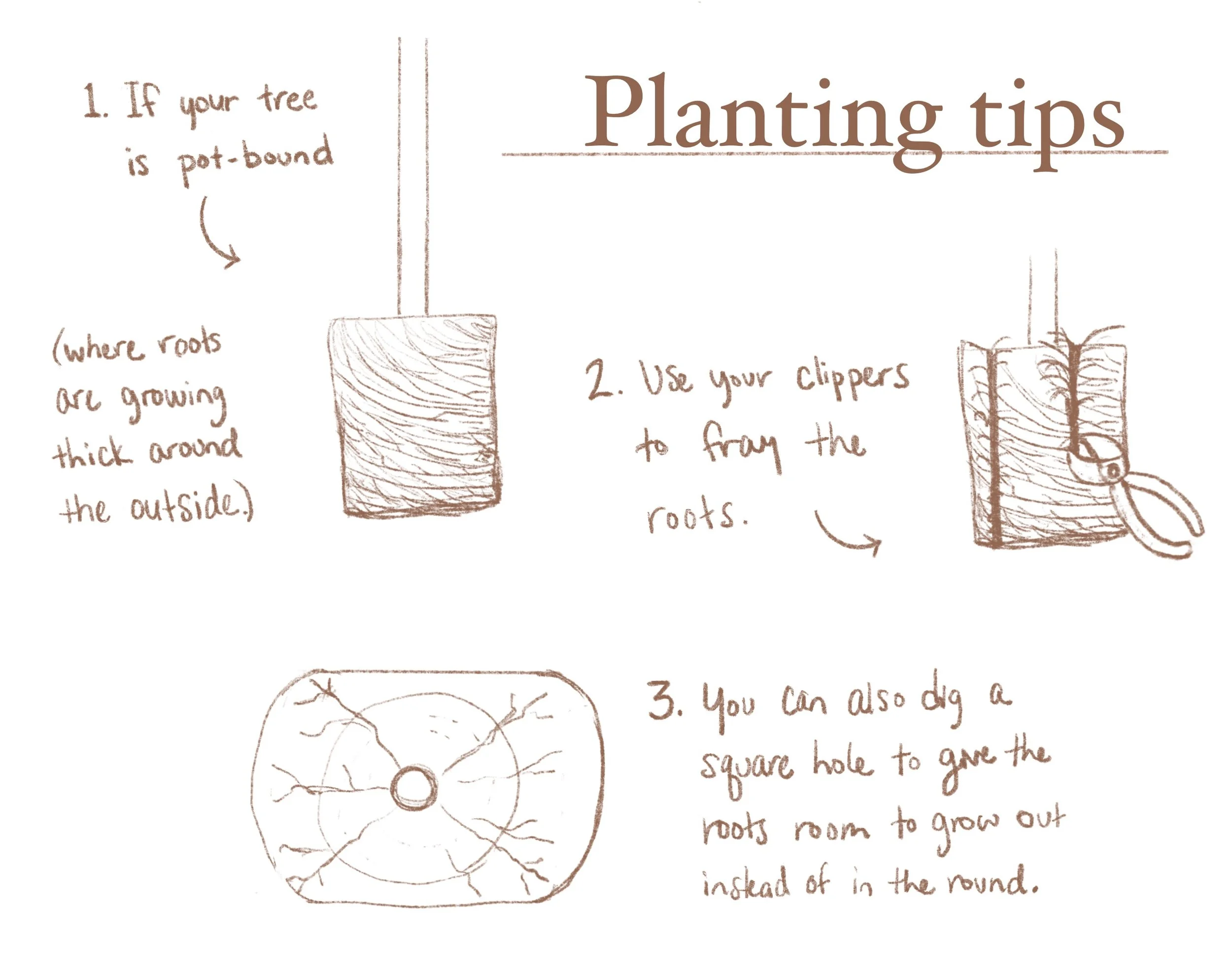 End of Season Planting Tips: