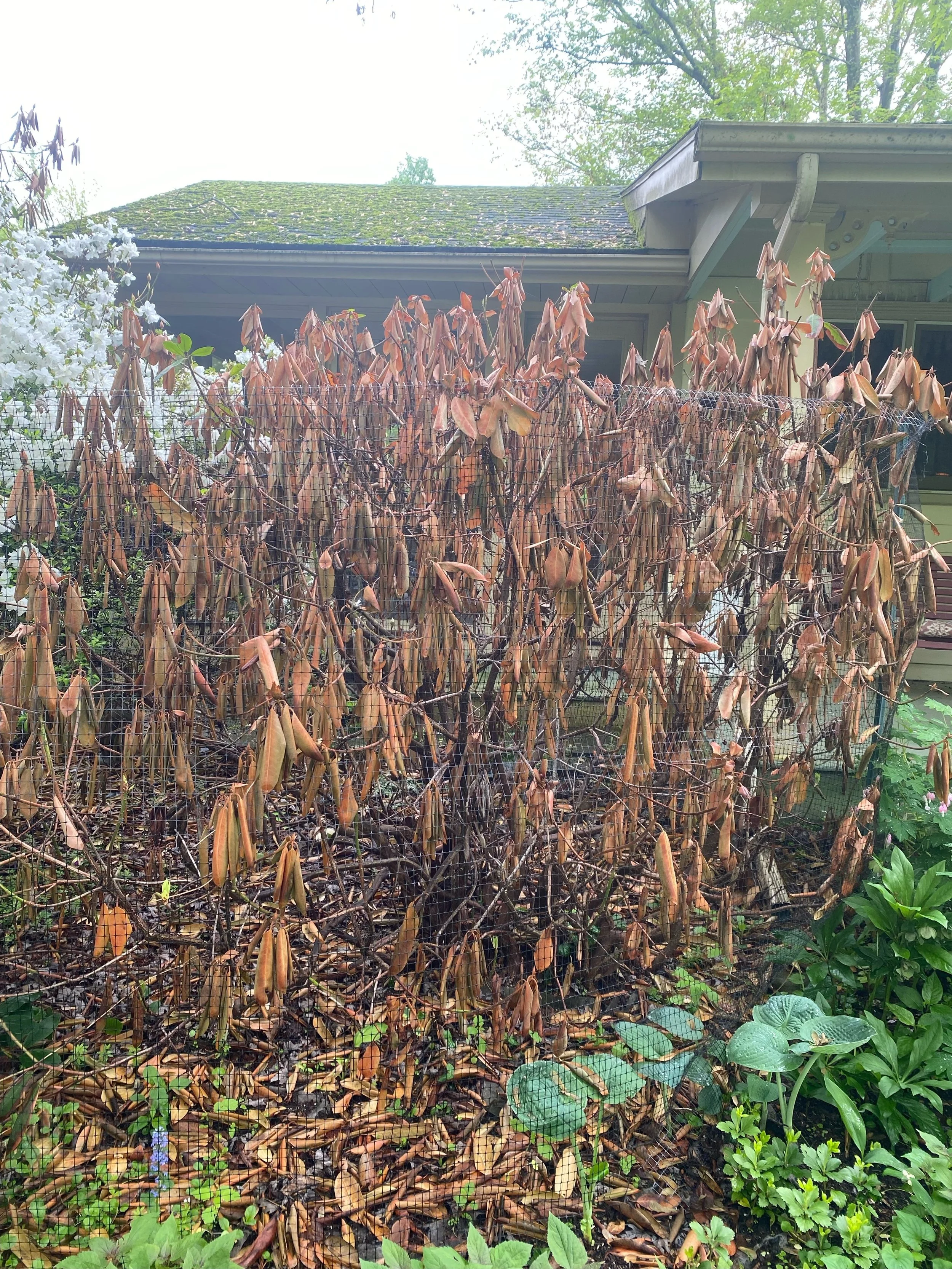 Rhododendrons: How Fall Drought Set the Stage for Trouble