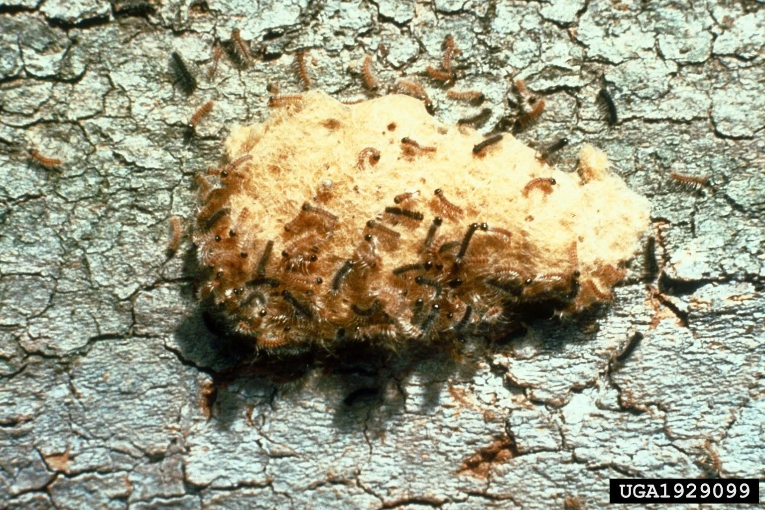 How to fight Spongy Moths