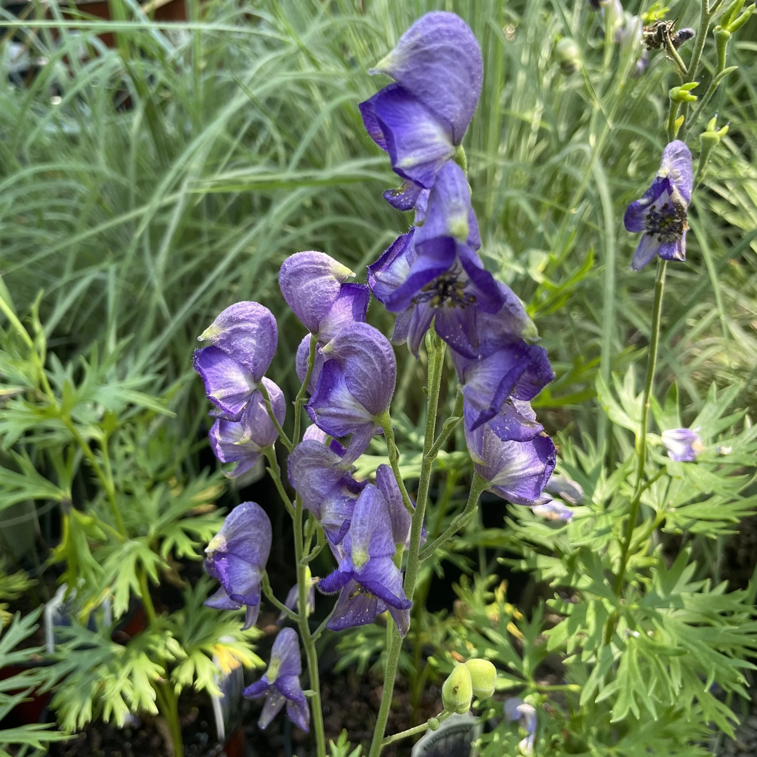 Upright July Blooms: Vertical Color for the Summer Garden