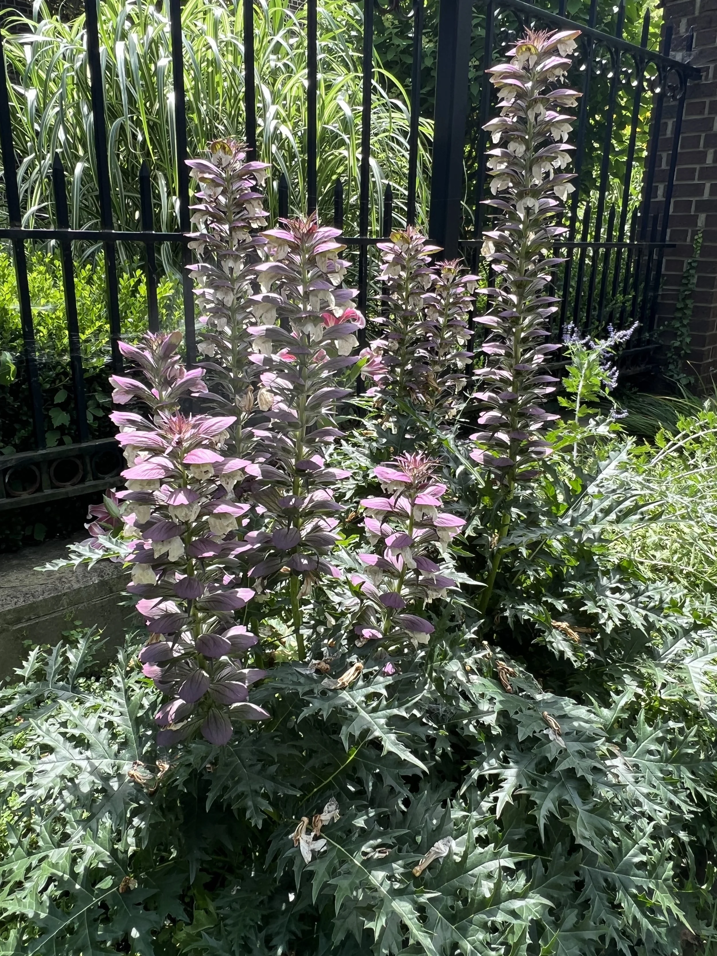 Bear's Breeches: Plant Spot Light